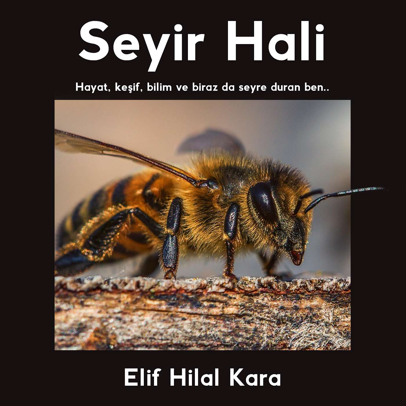 Seyir Hali