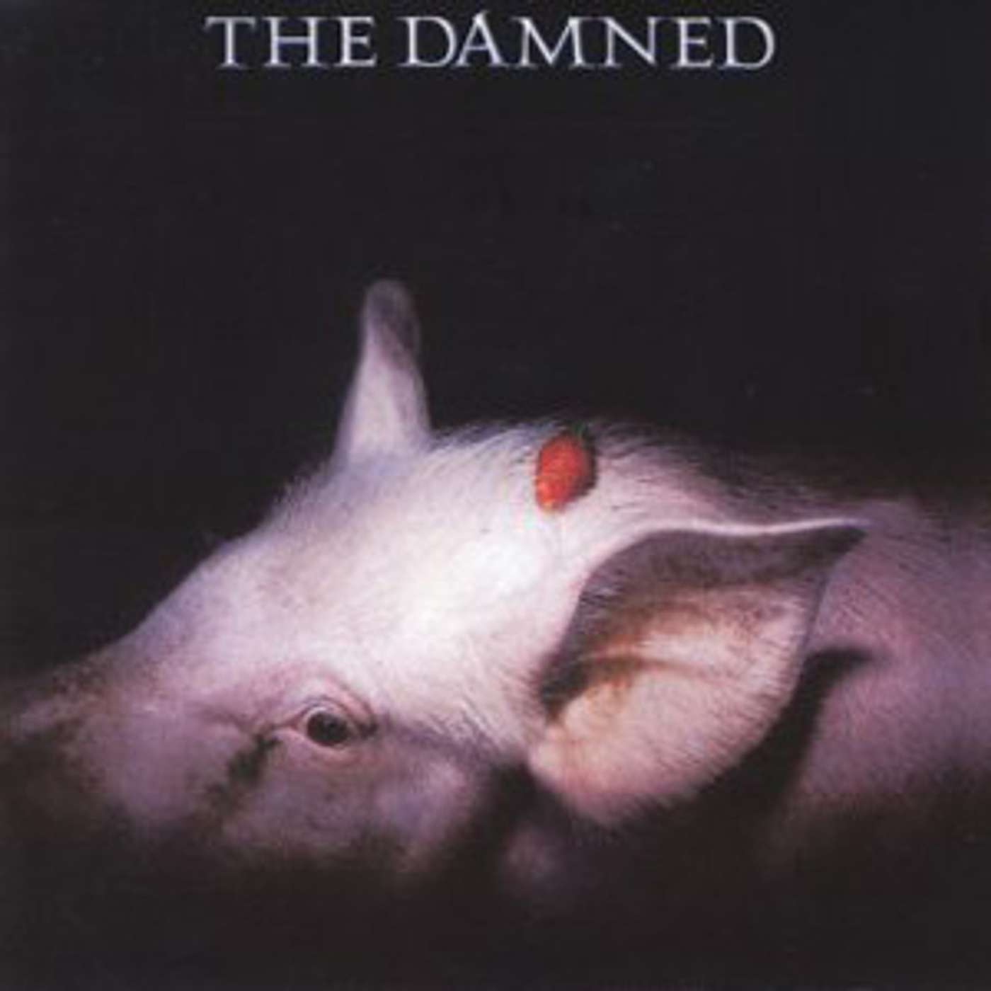 "They're glad to be your friend, they hate the public they defend, they call the shots from start to end, shots from start to end" this week we're looking at STRAWBERRIES (1982) by English goth band THE DAMNED