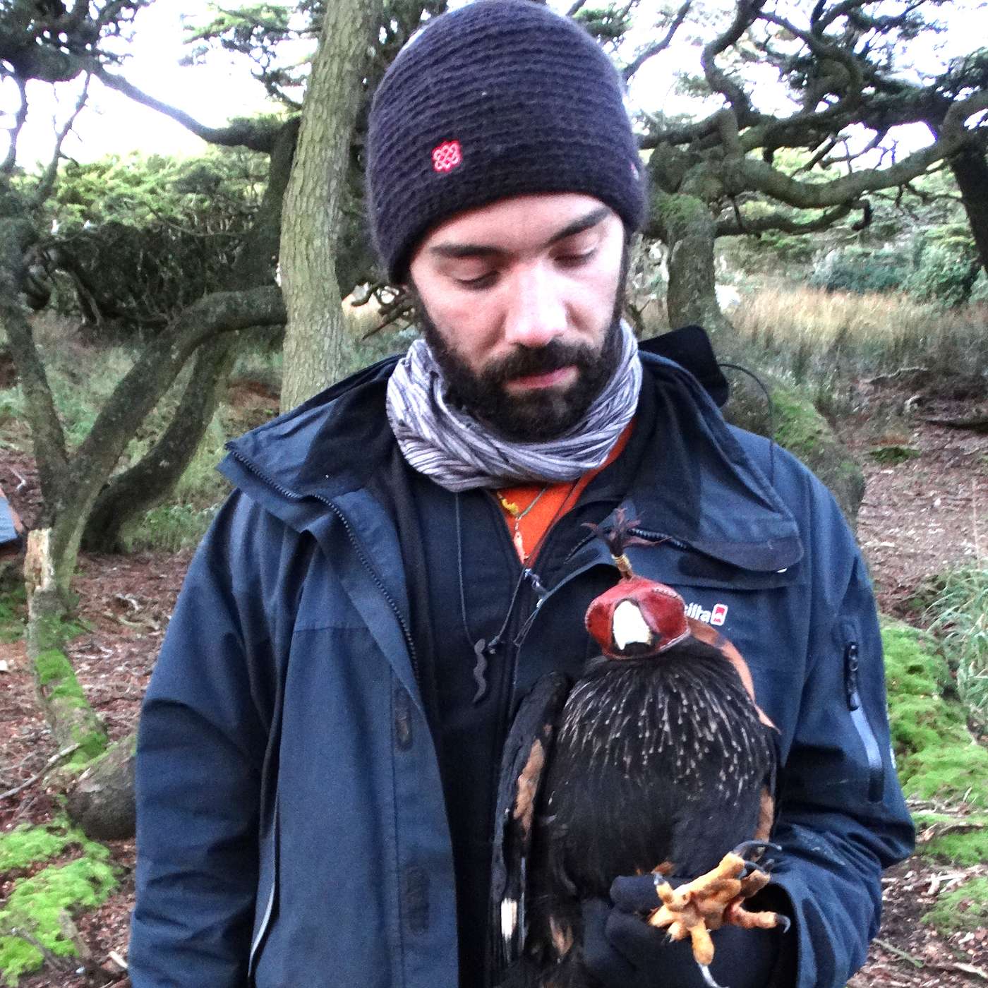 Islands on the Edge: Saving the World’s Most Endangered Raptors