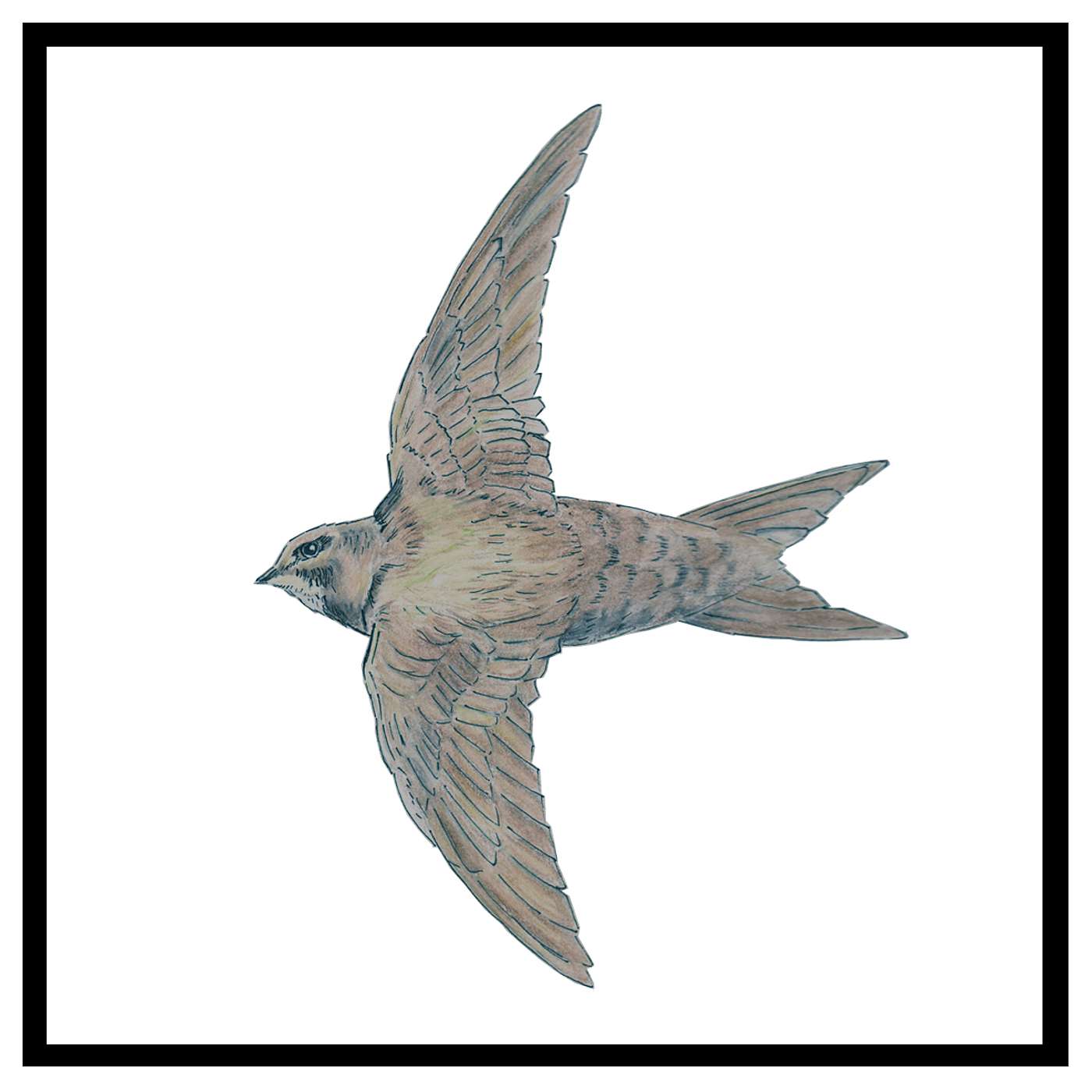 Episode 4: Common swift