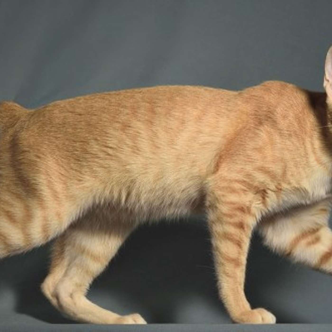 Un felino speciale... Il gatto Khmer  presentato da Lucia Orlandi