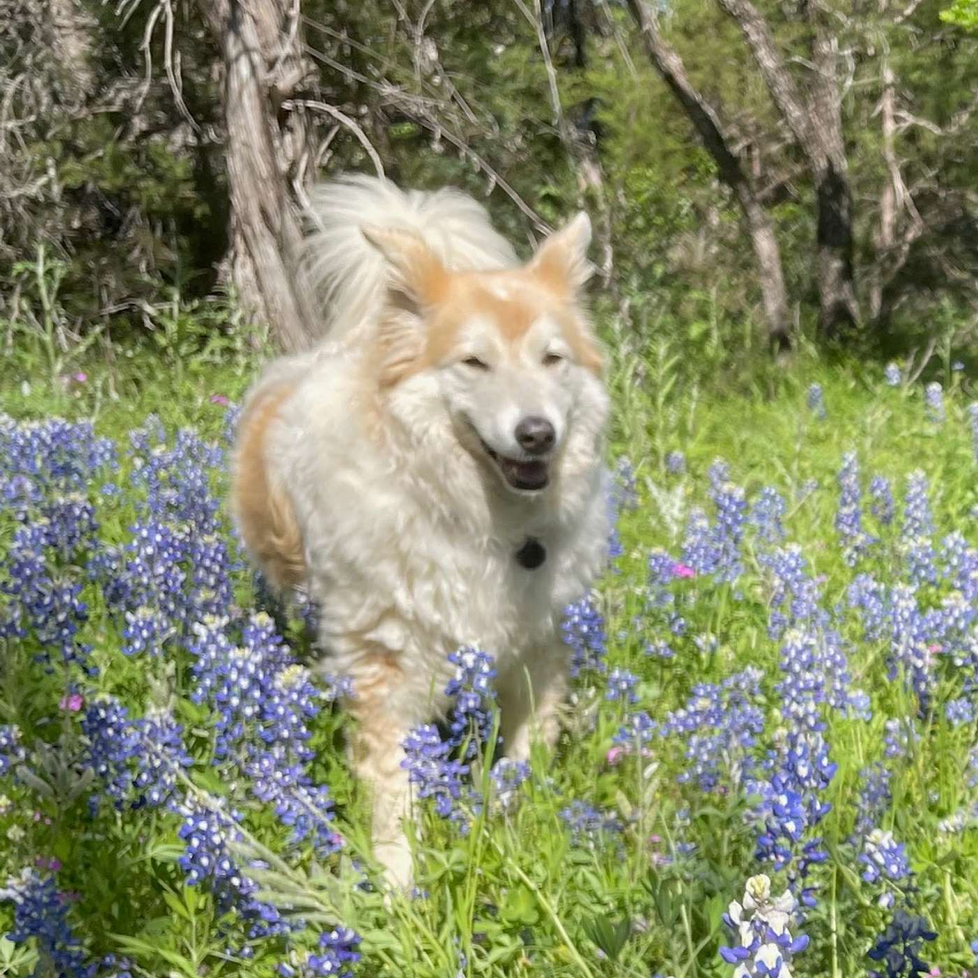 We lost our pup Ginger after a long and happy life.  Local pet funeral directors guided us through our grief and explained the process of cremation.