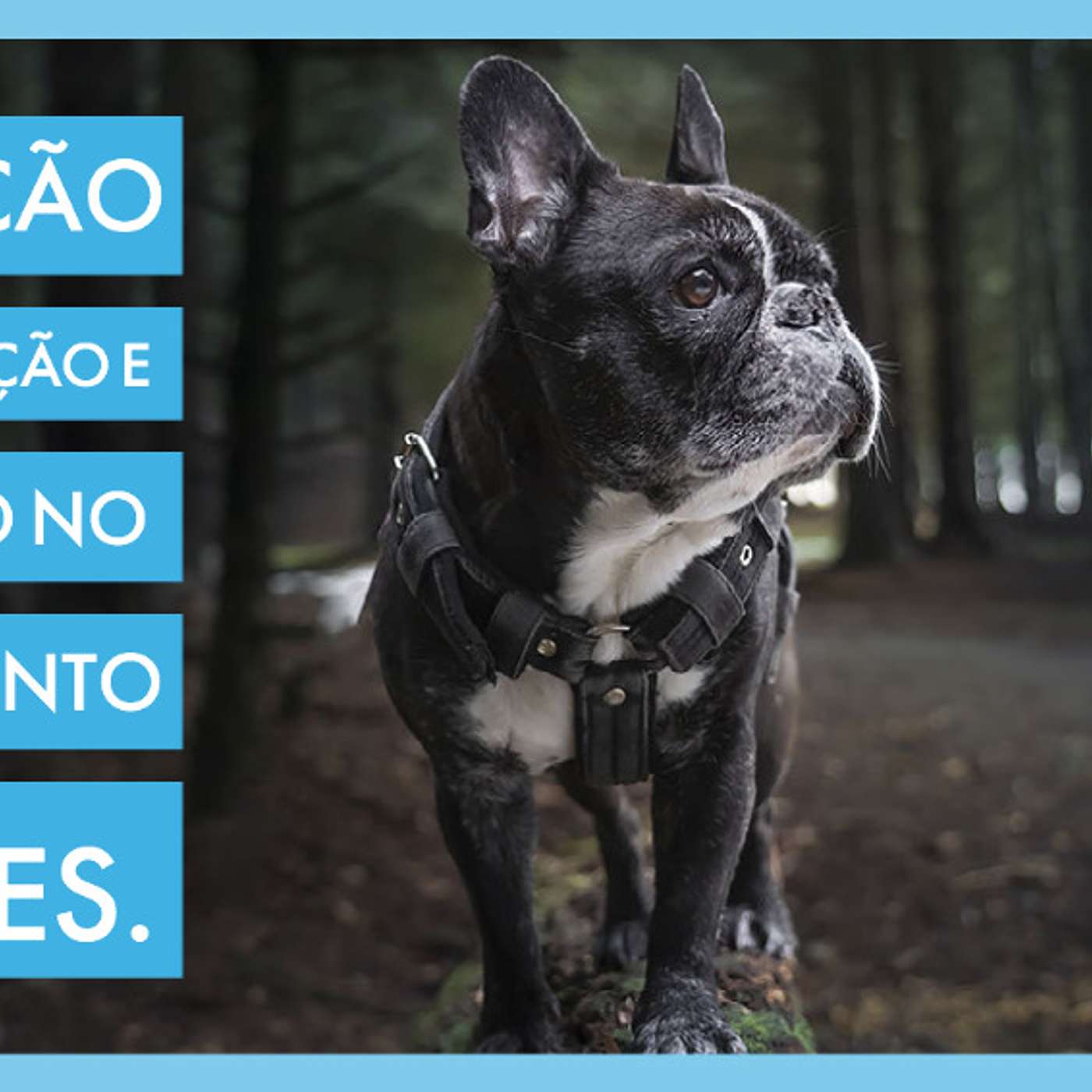 Exposição social, direção e correção no treinamento de cães. episode artwork