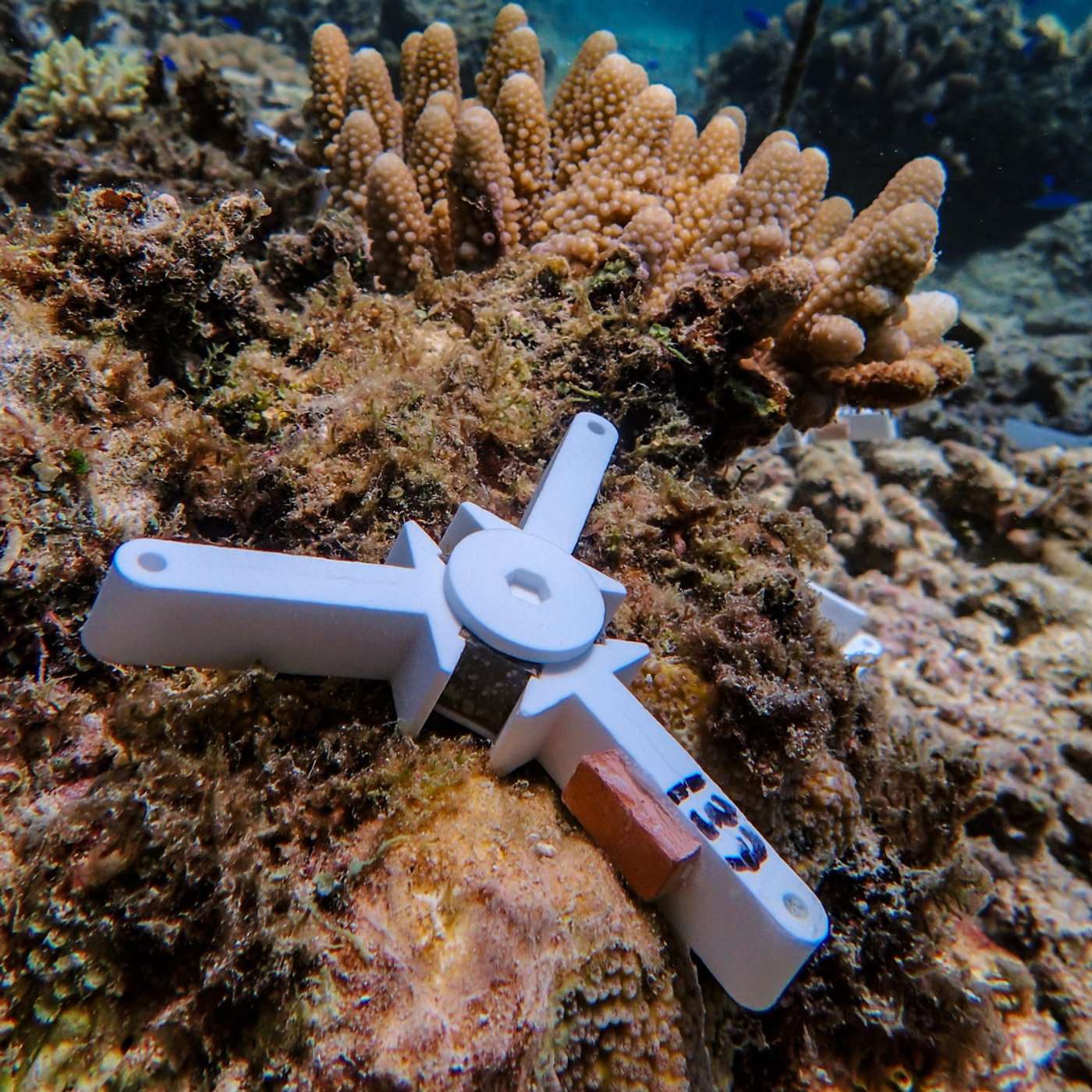 S3 E3: Coral 2.0: Can Technology Save the Great Barrier Reef?