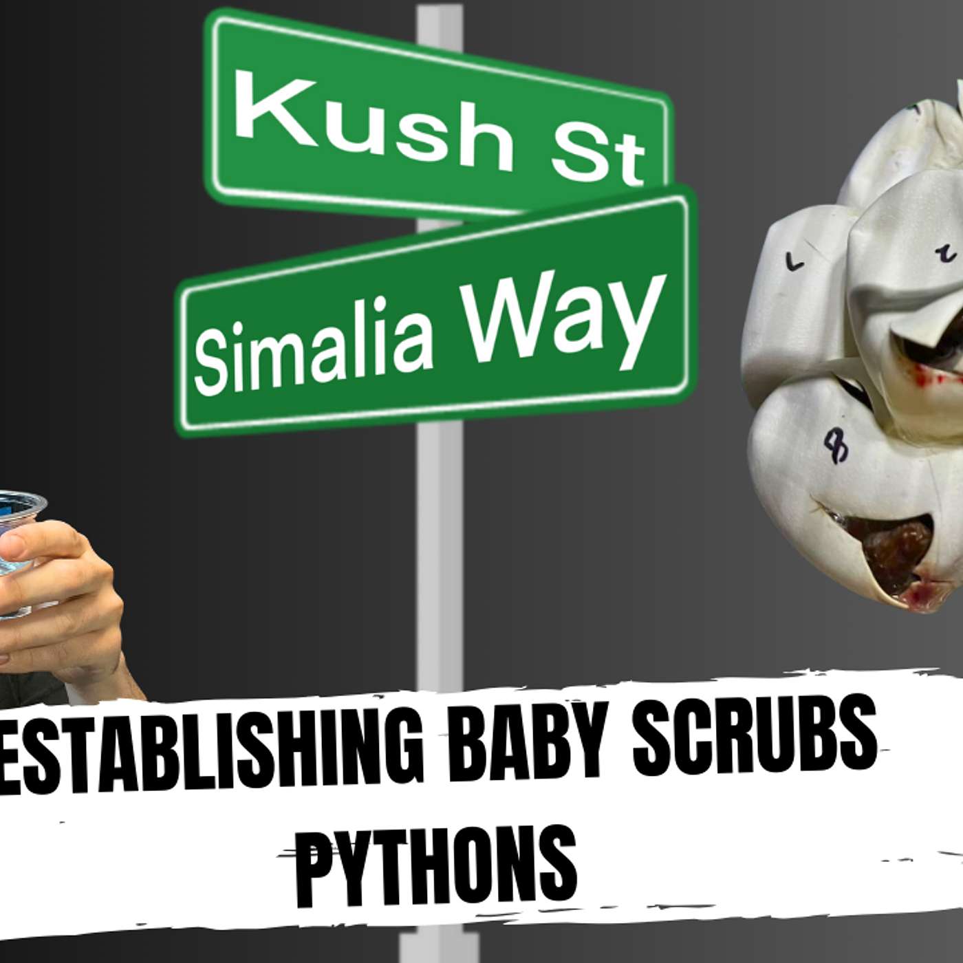 THE ROAD TO MAKING USCBB WAMENA SCRUB PYTHONS | KUSH'S KORNER