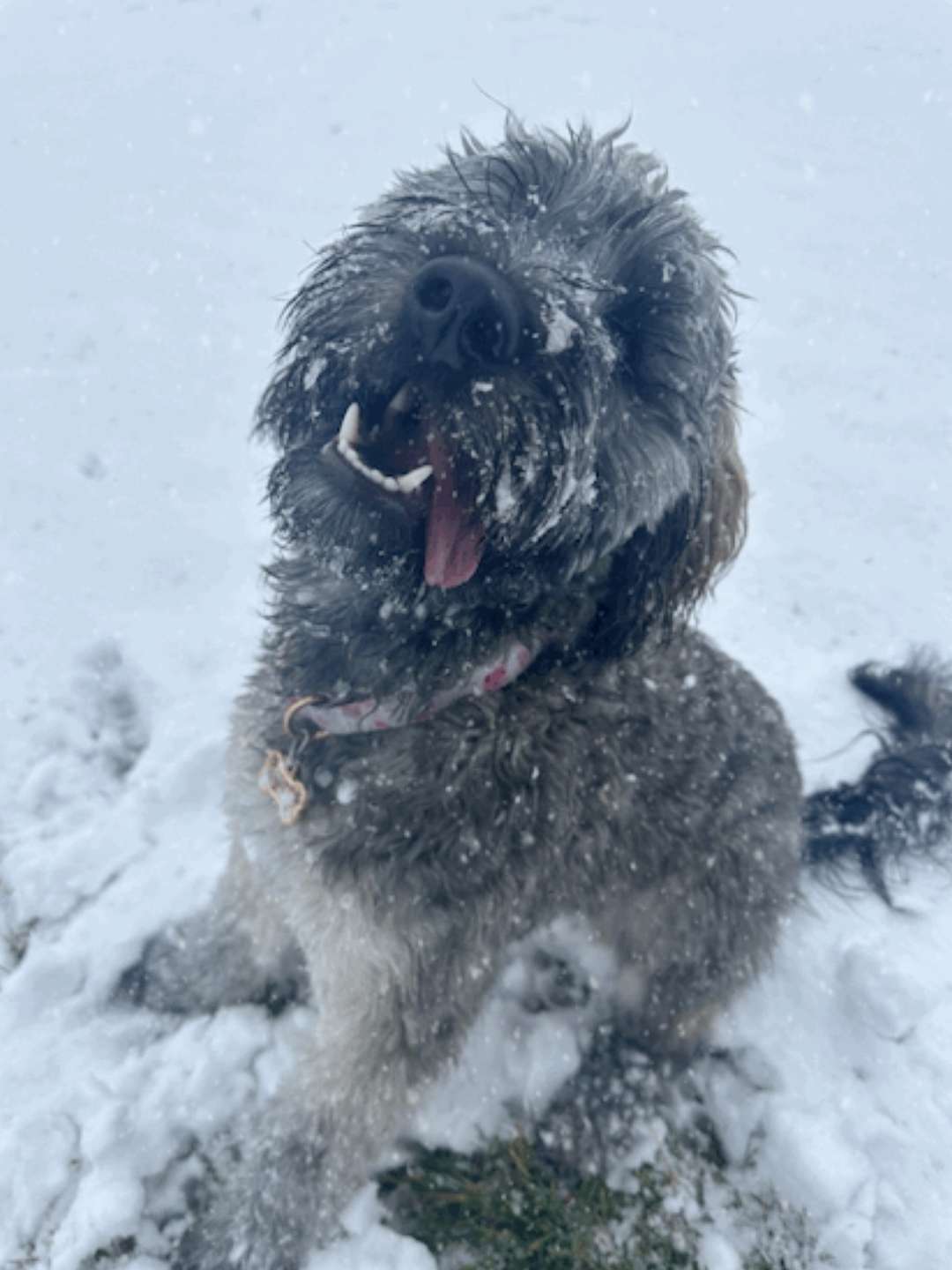 Noodles the Whoodle
