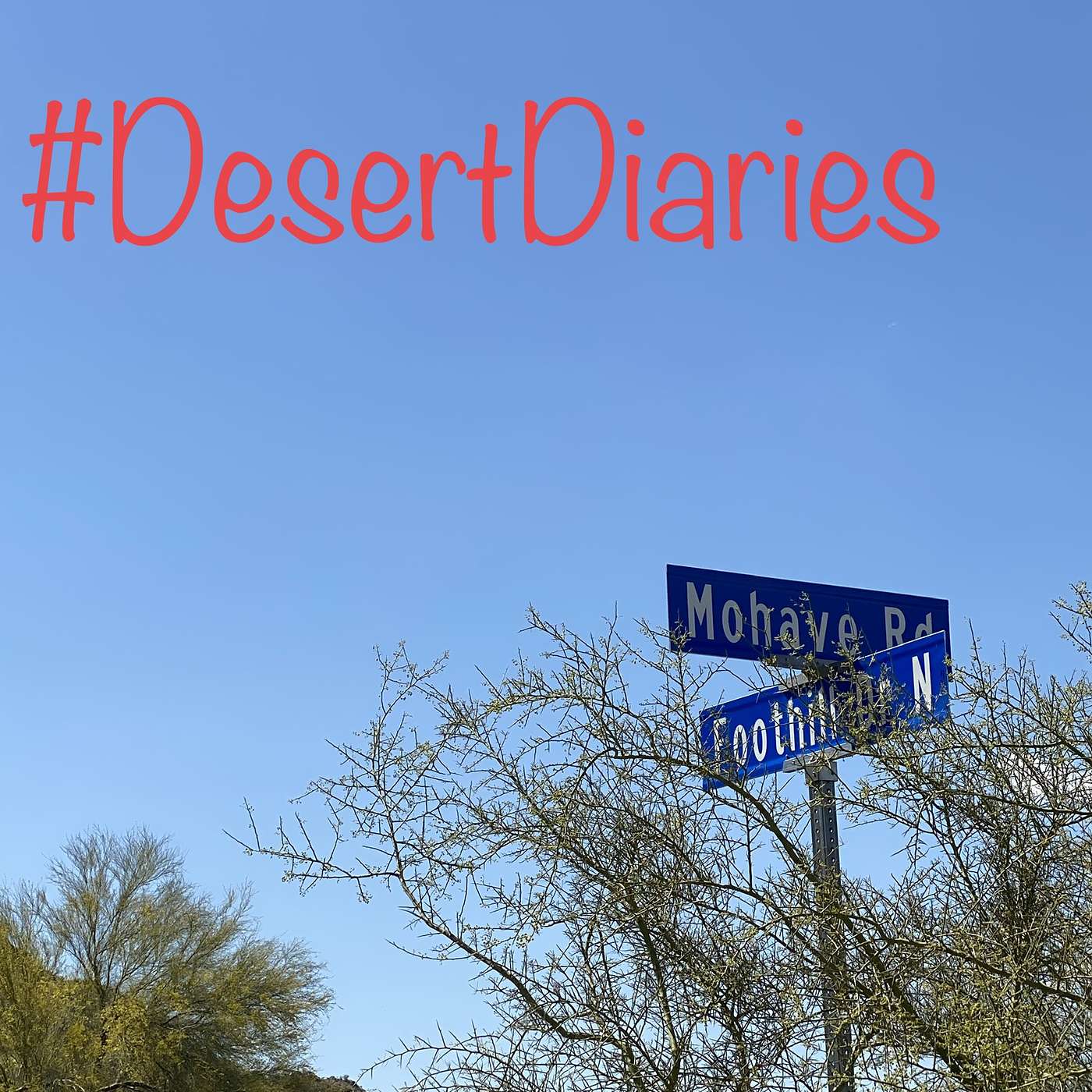 Week fifty-one: The sounds of the Sonoran Desert and more snakes alive!