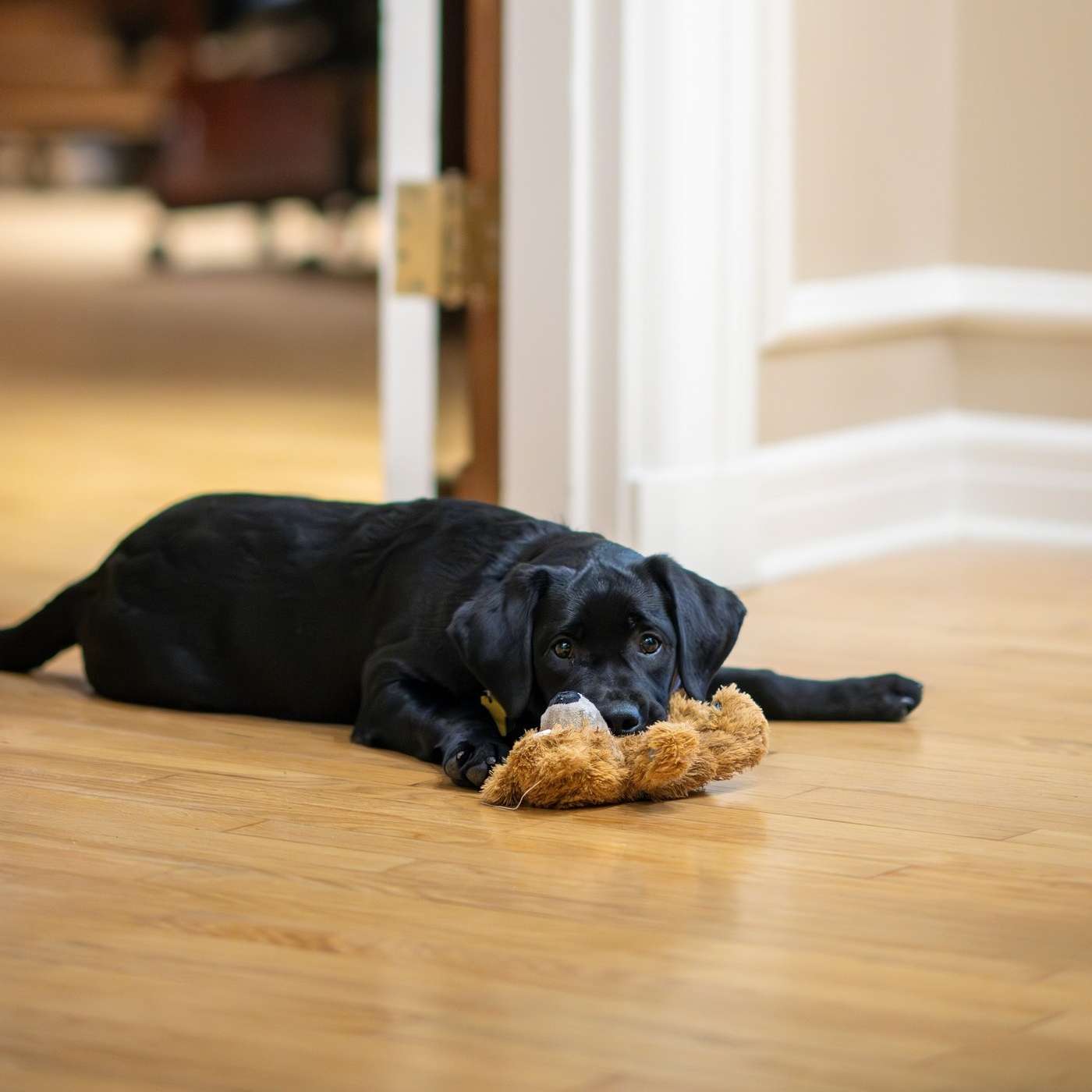 College Therapy Dogs: What Are the Costs and Benefits?
