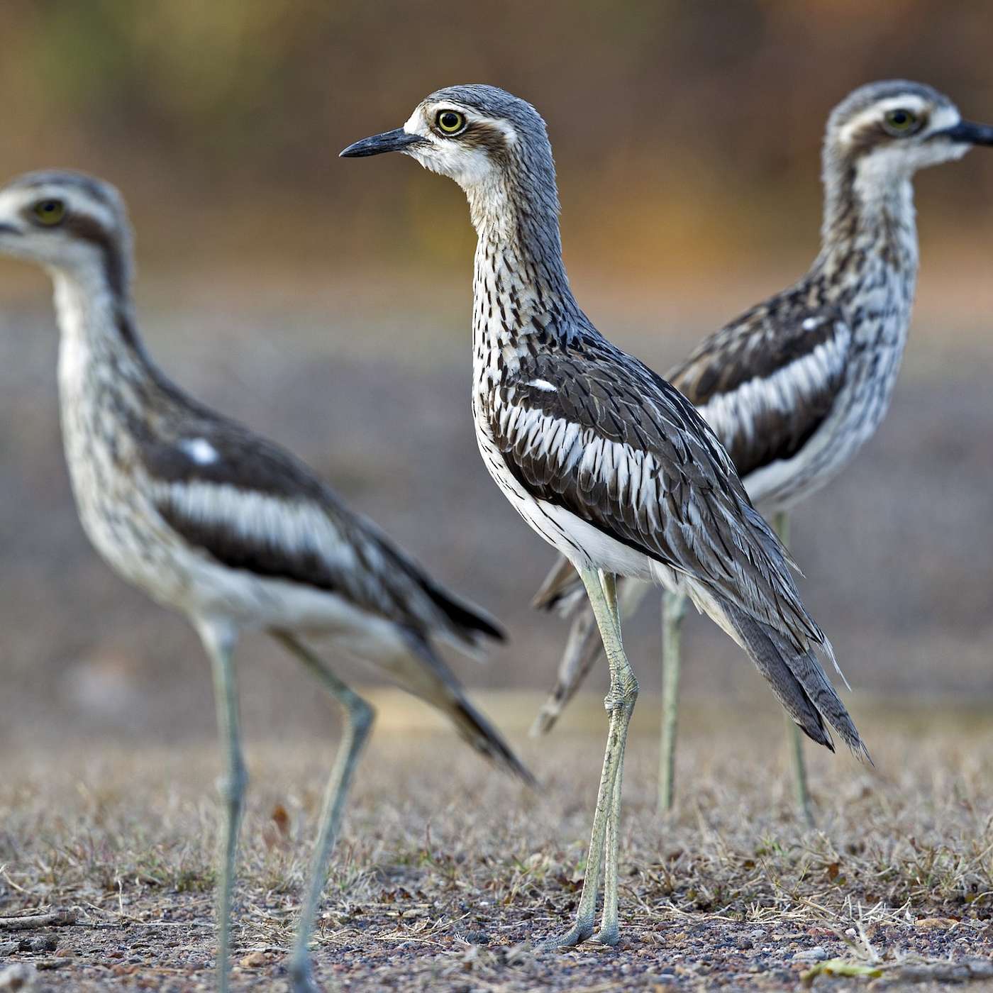 12. Cry of the Curlew