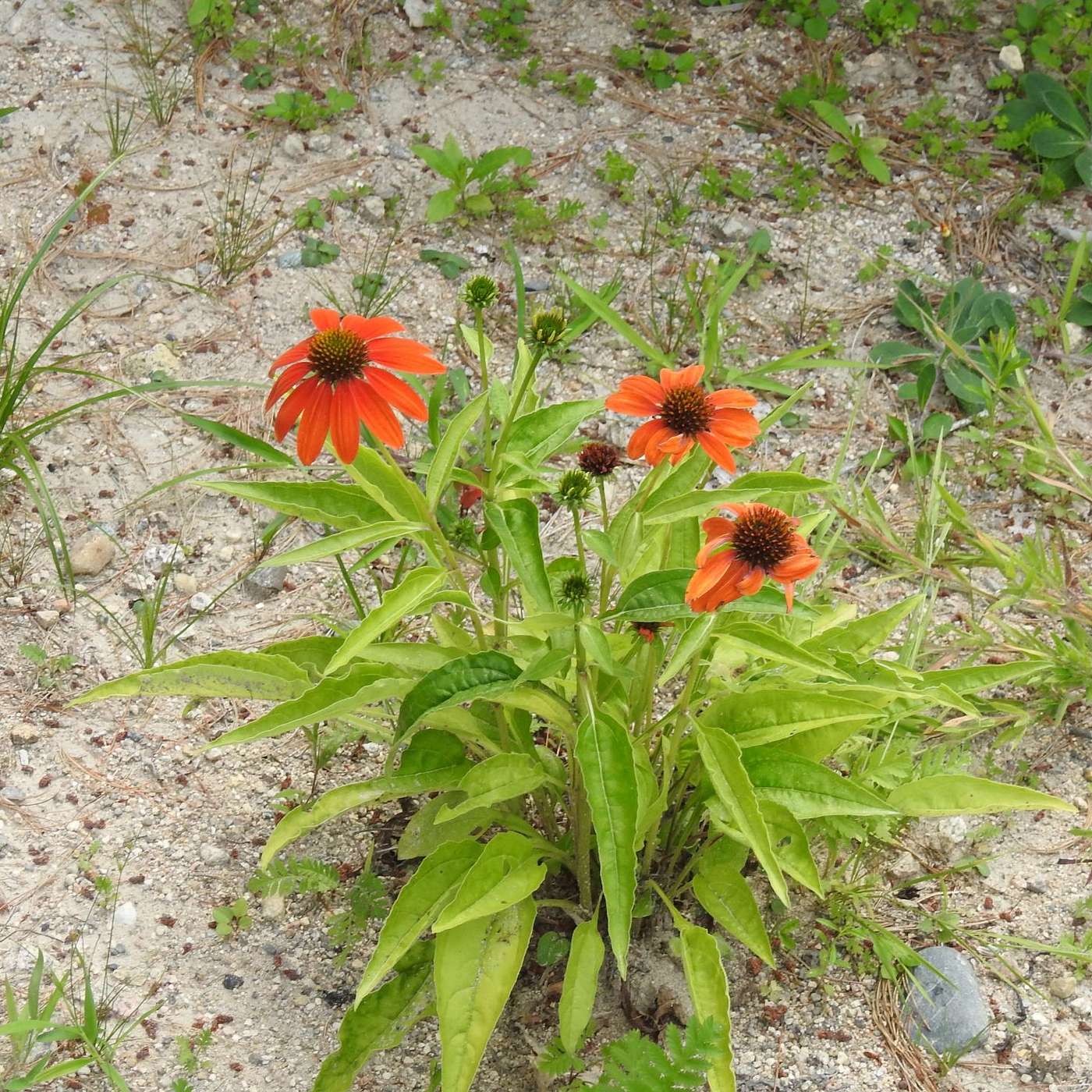 VARIETIES SPICE UP THE GARDEN OF LIFE episode artwork