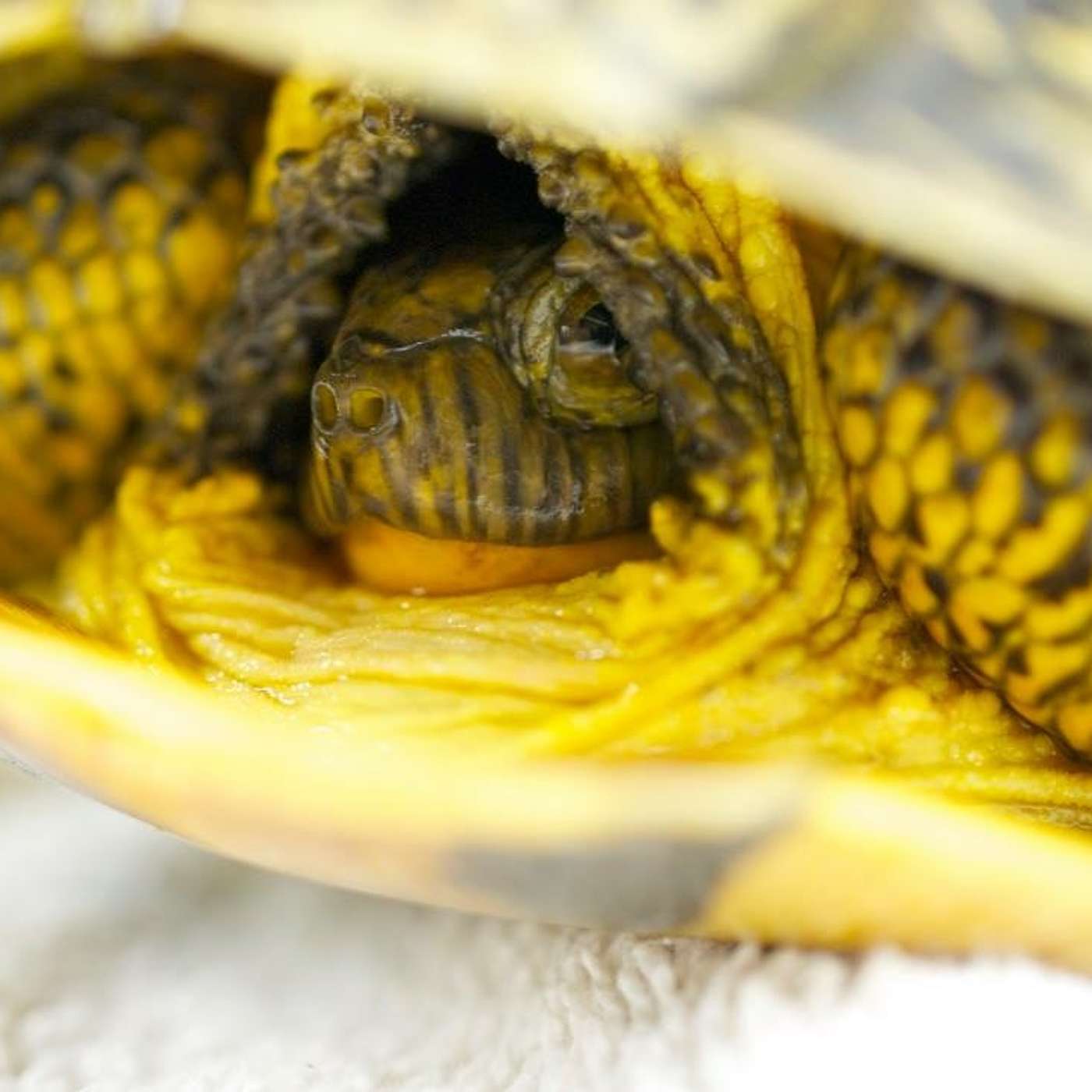 Southern Ontario's at risk reptiles with Scott Gillingwater Southern Ontario's at risk reptiles with Scott Gillingwater