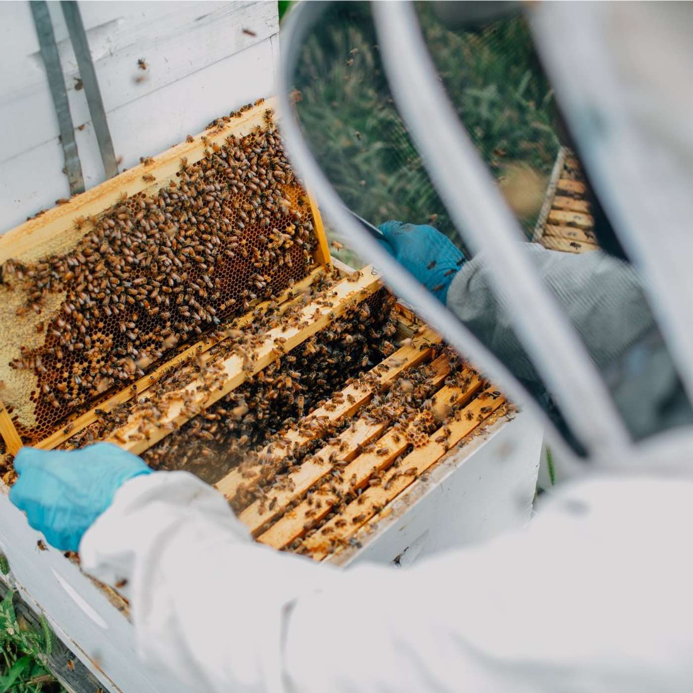 Varroa Expert Interview Series: Topic 2 - Impacts of varroa on honey bee health