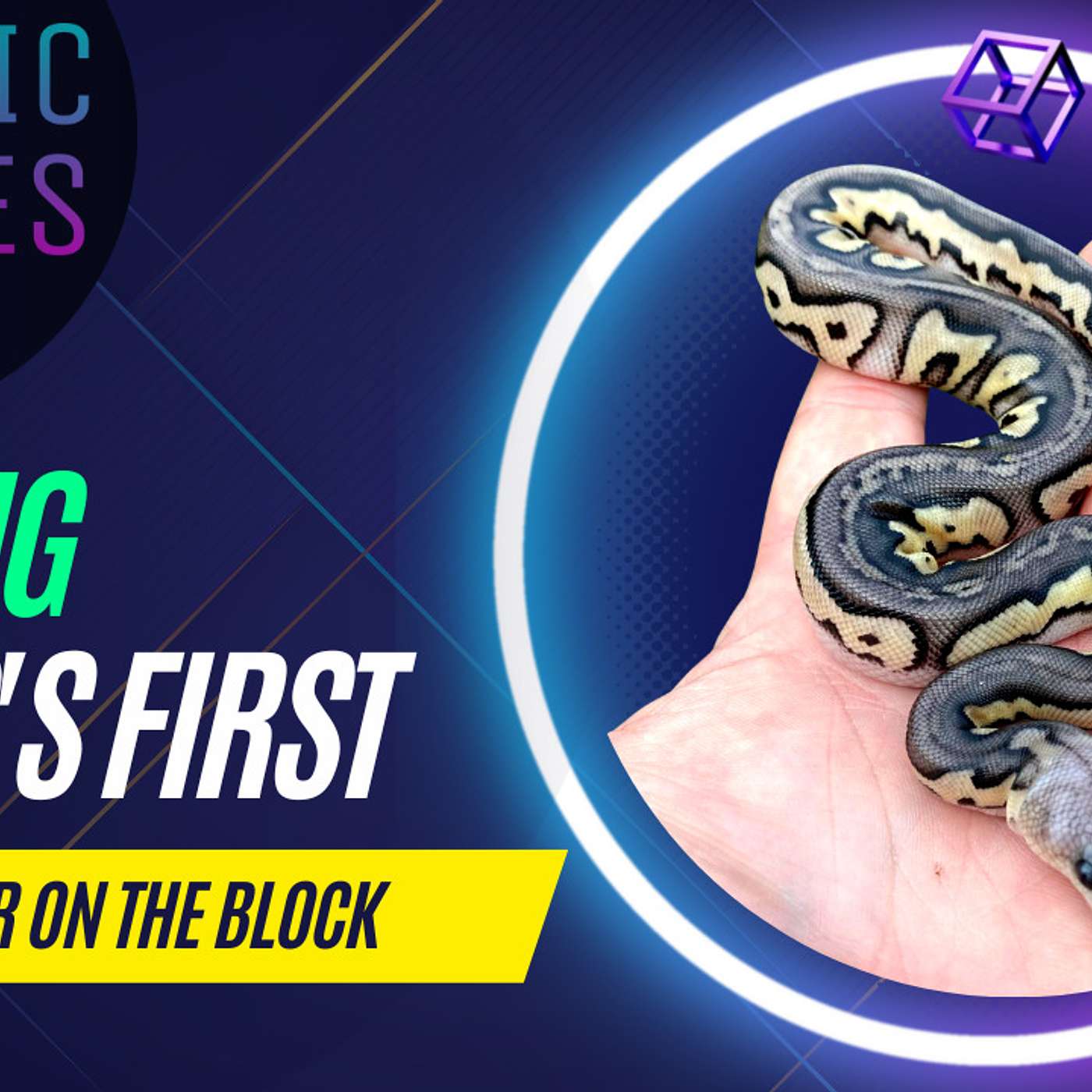Lenny Cristino goes in on his worlds first Ball python productions | Demonic Reptiles
