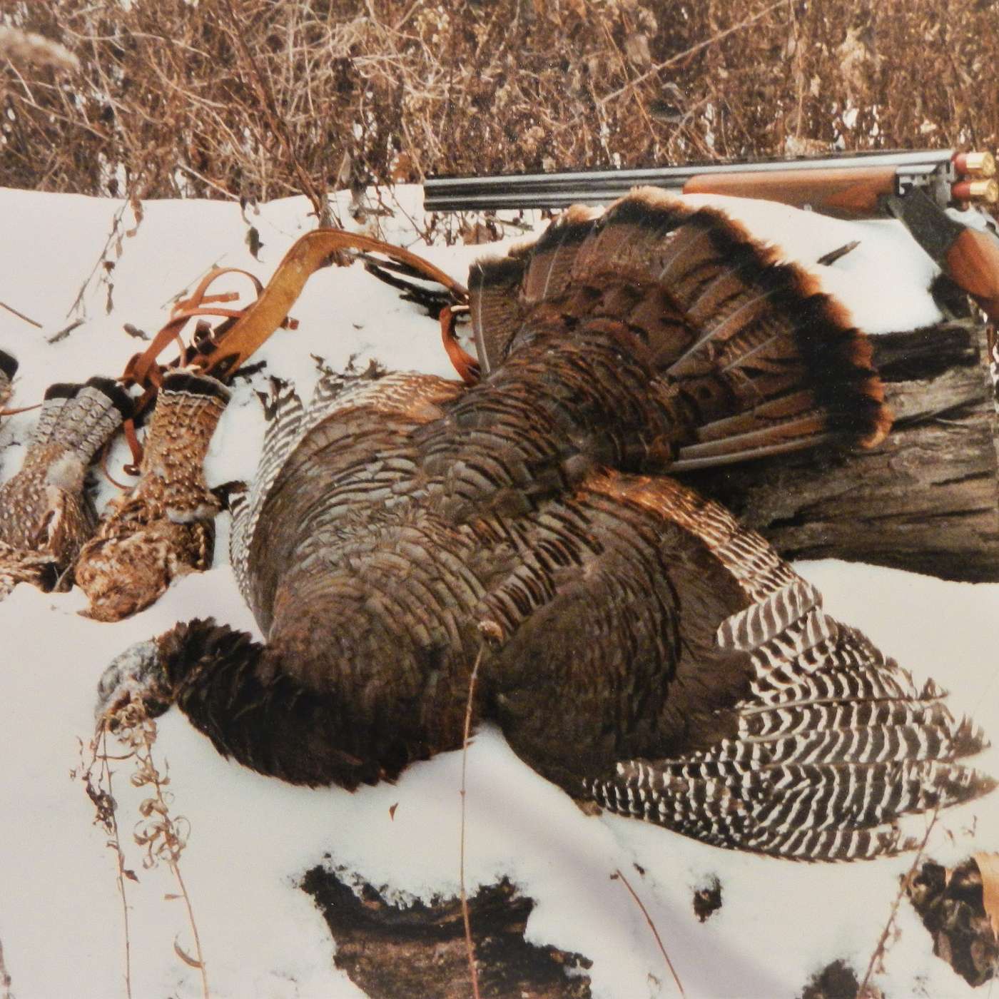 S1 E2  Ruffed Grouse & Fall Turkey episode artwork