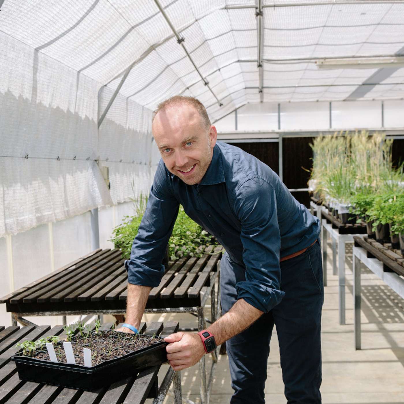 Velocity® resistant wild radish confirmed