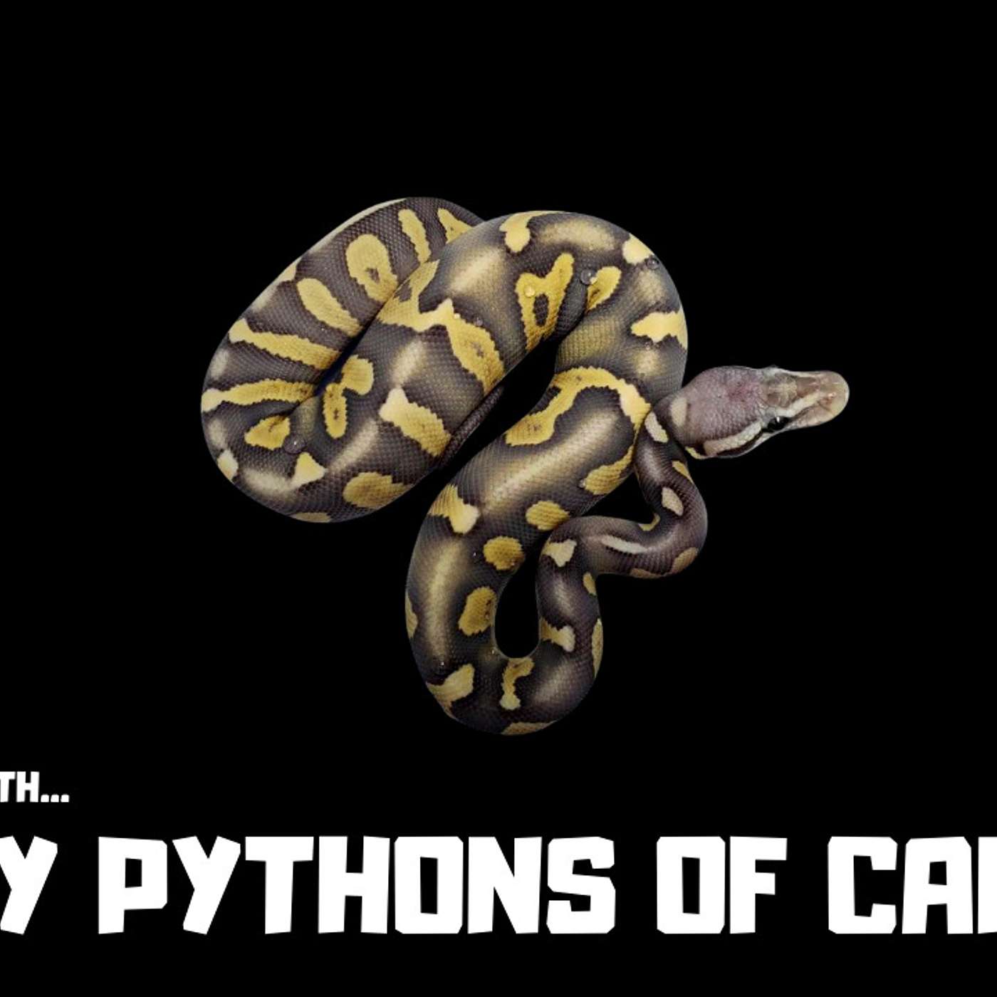 #193 JONNY PYTHONS OF CANADA | BALL PYTHON BREEDER | INT'L COFFEE & DABS SESSION | TRAP TALK