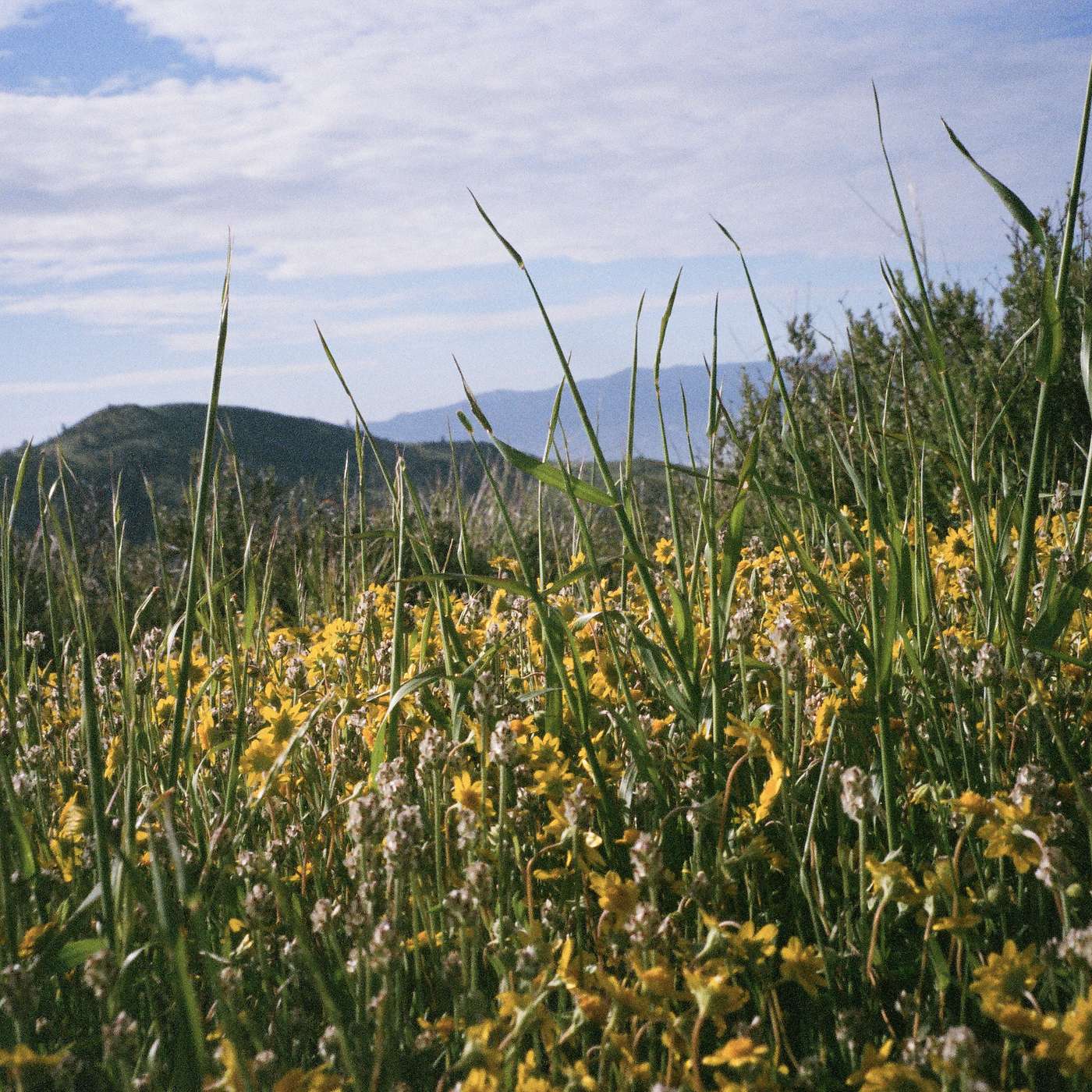29: How Are Plant Ecosystems Adapting to the Shifting Climate?