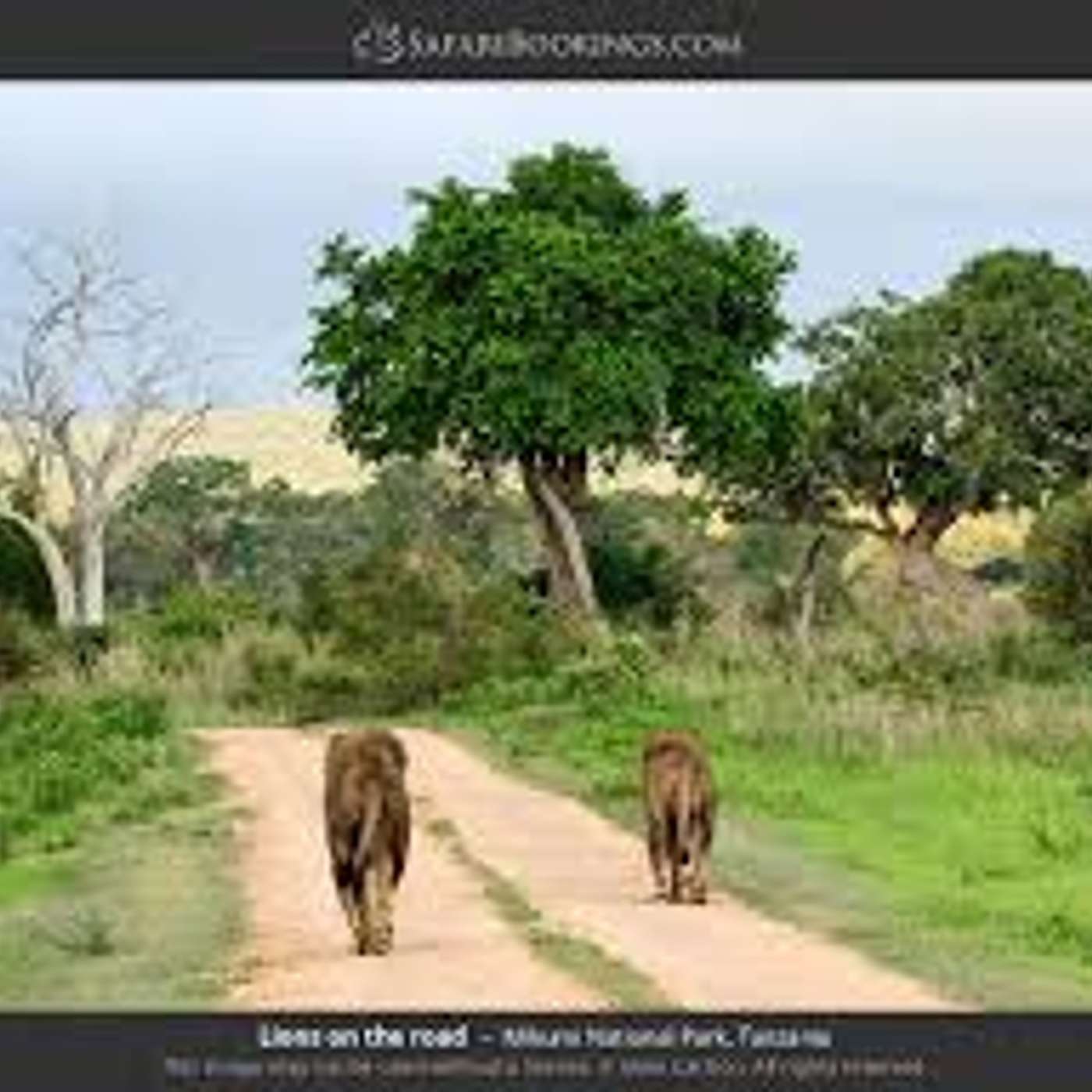 AFROSAFARI MEDIA