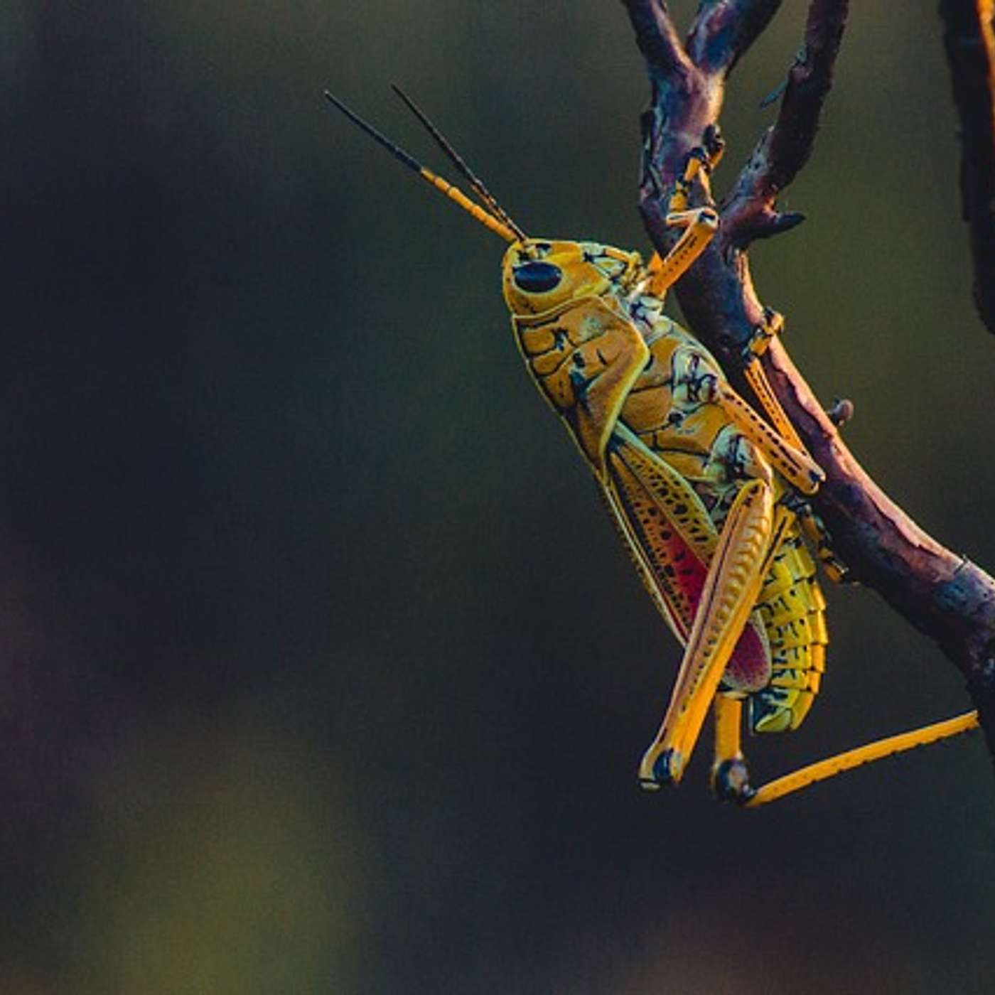 #050 Edible Insects: A Sustainable Alternative