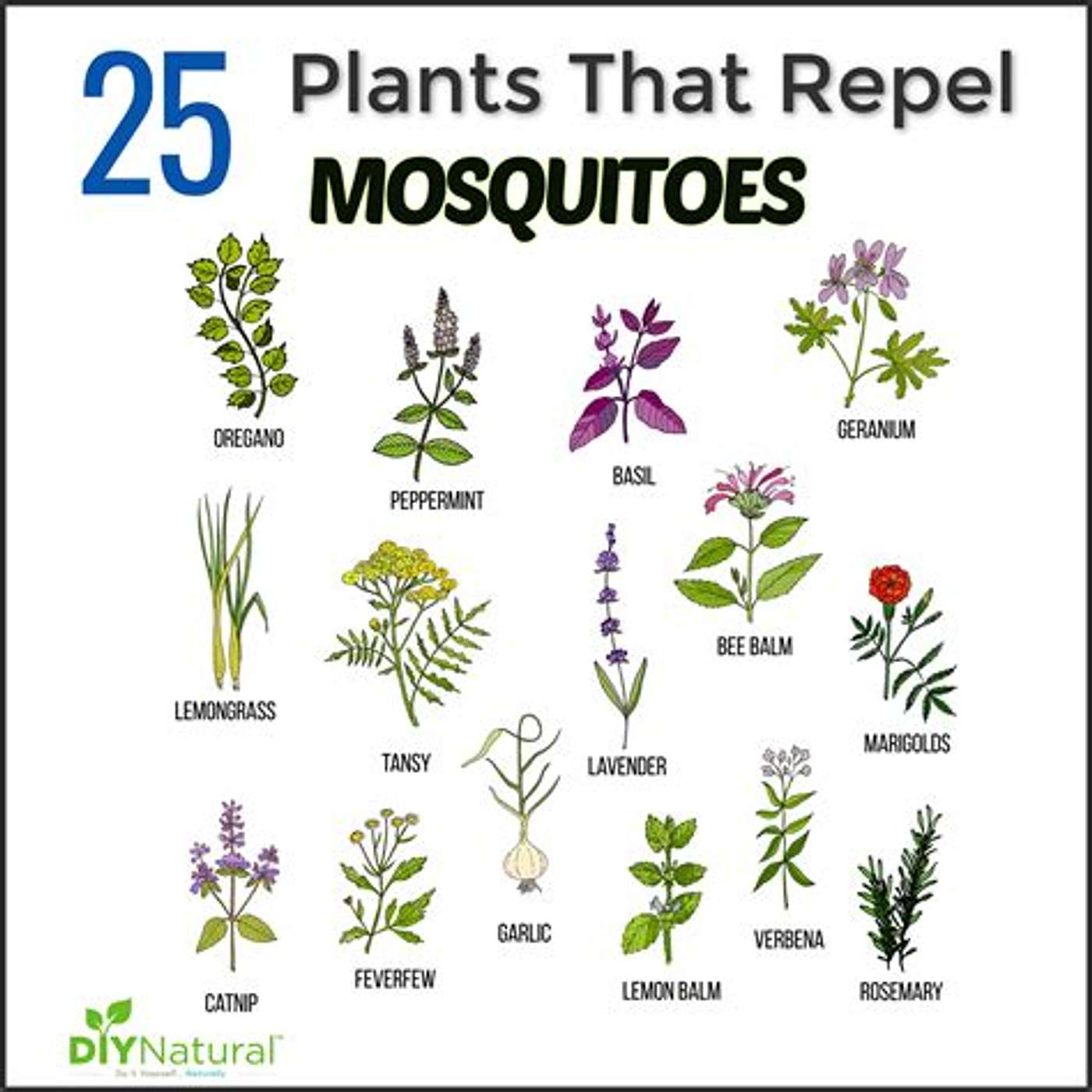 Anti Mosquito plant episode artwork