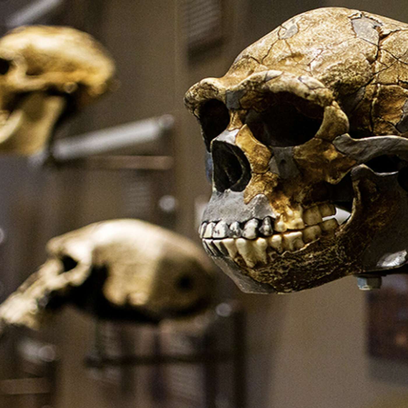 E148 | Is Modern Life Making Us Sick? (w/ Prof. Derek Tracy) E148 | Is Modern Life Making Us Sick? (w/ Prof. Derek Tracy)