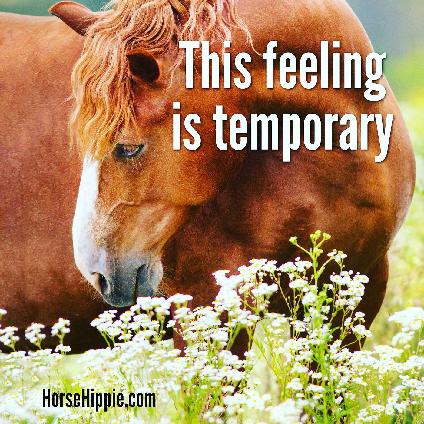 Feelings are Temporary