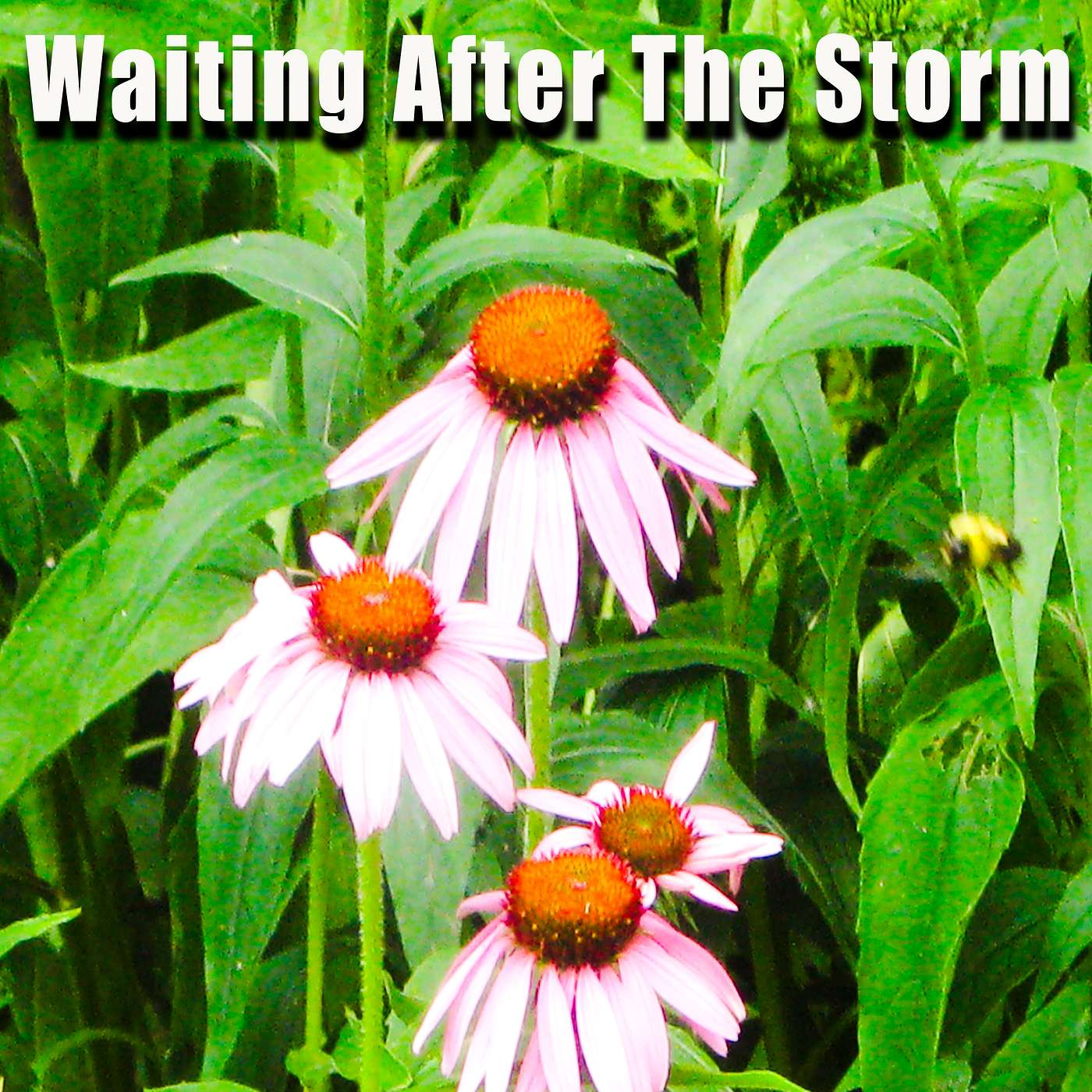 Waiting After The Storm episode artwork