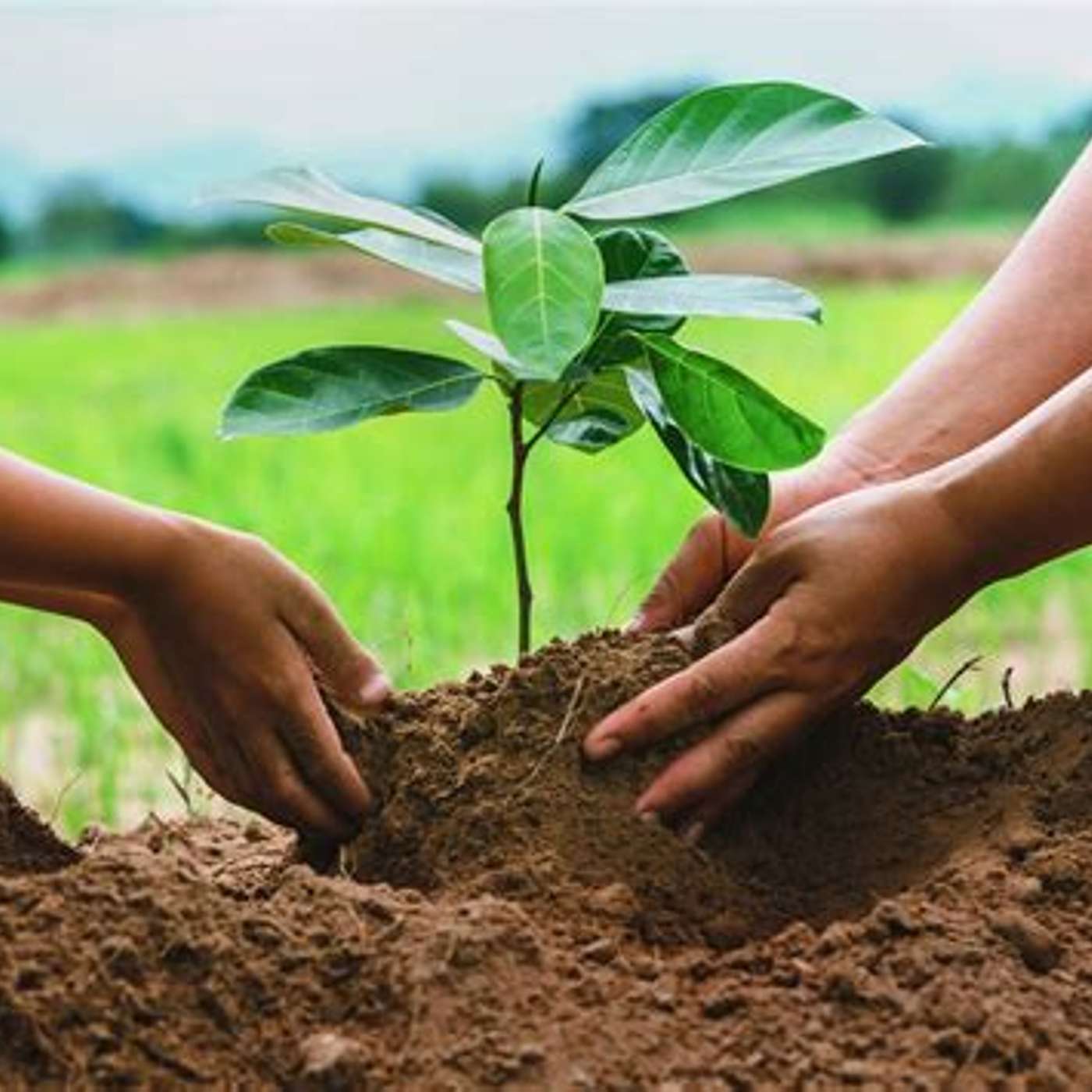 Plant trees cleans the air, cools the world! episode artwork