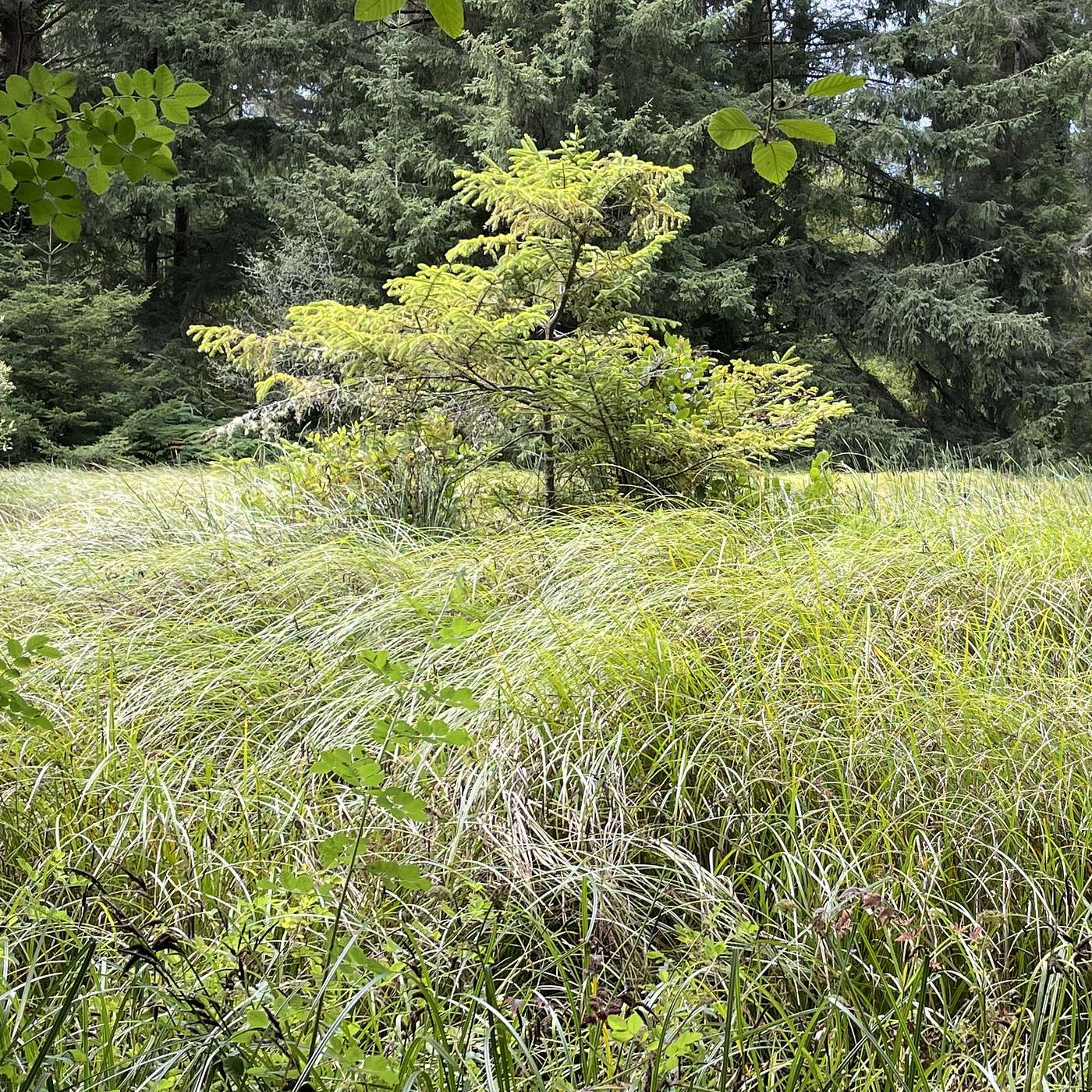 Wiyot Tribe Celebrates the Return of Coastal Forest & Wetlands episode artwork