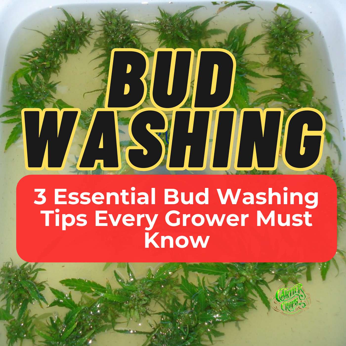 Episode #15 - 3 Essential Bud Washing Tips Every Grower Must Know episode artwork