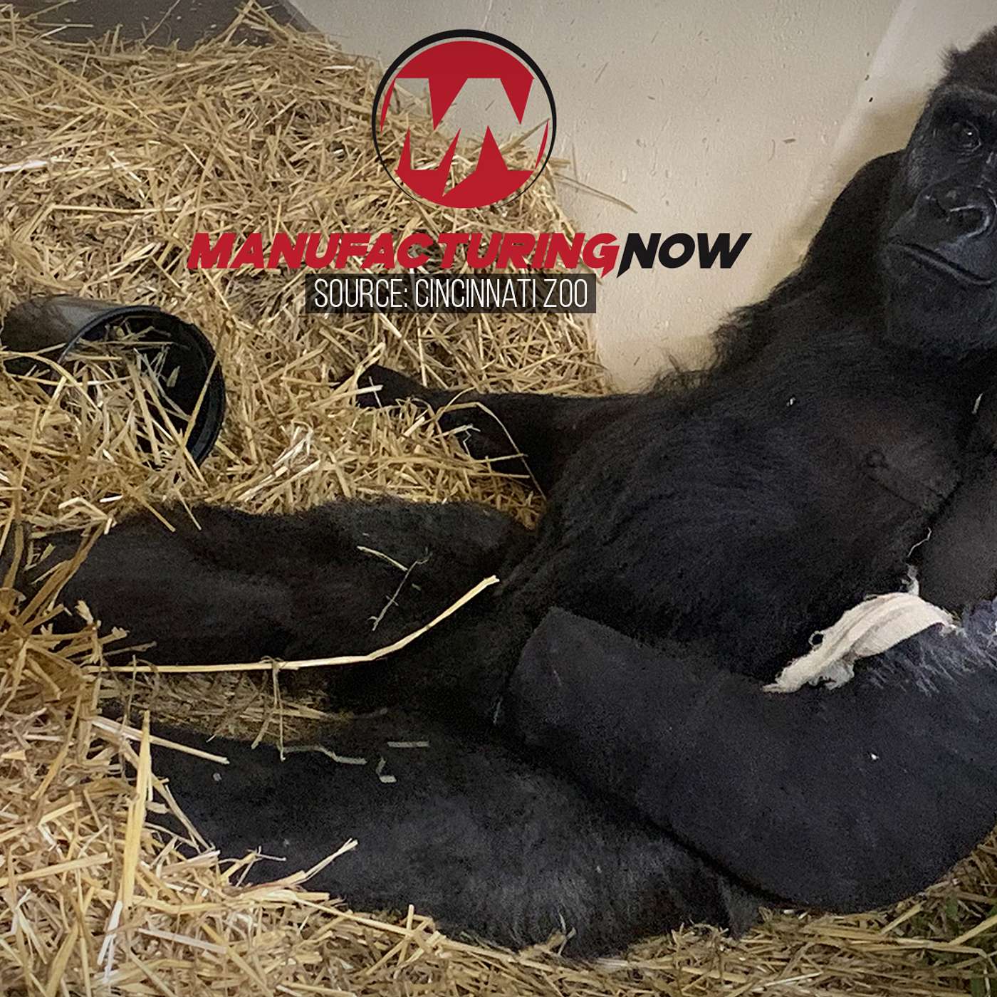 GE Helps 3D Print a Gorilla-Proof Cast