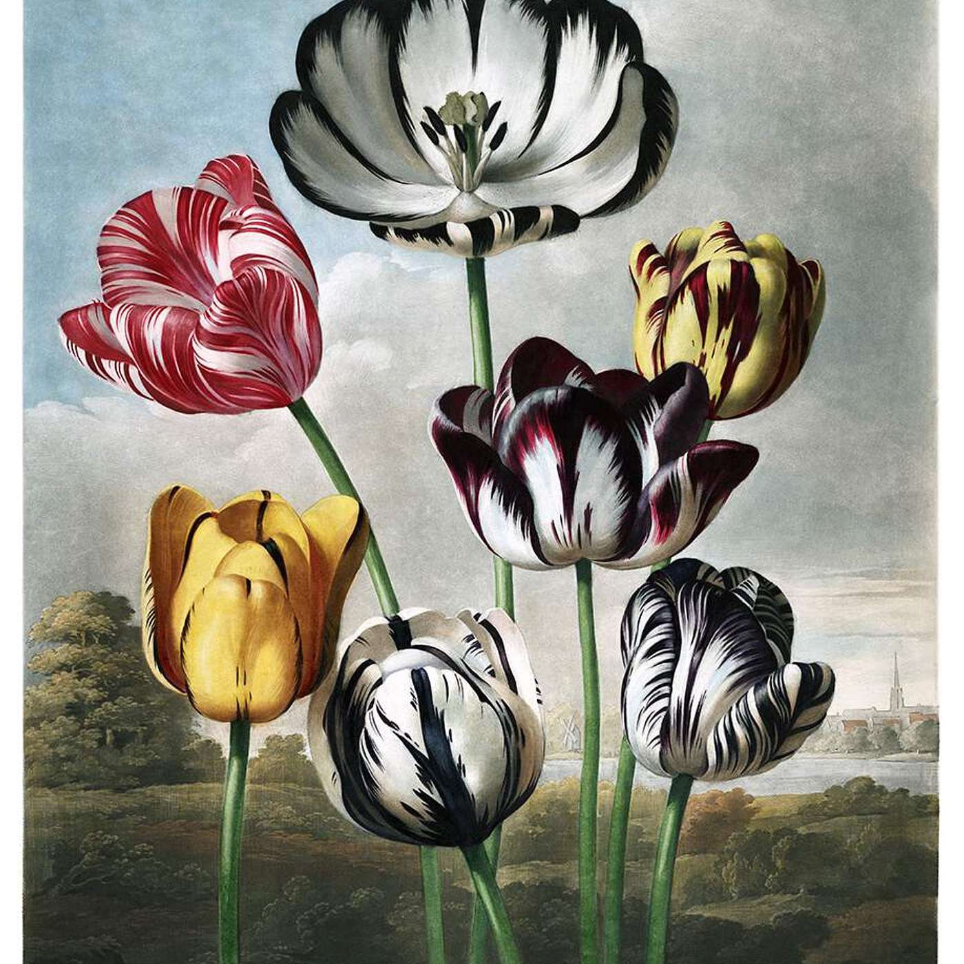 Tulips: Stolen Bulbs, Ottoman Obsession & How They Conquered the World episode artwork