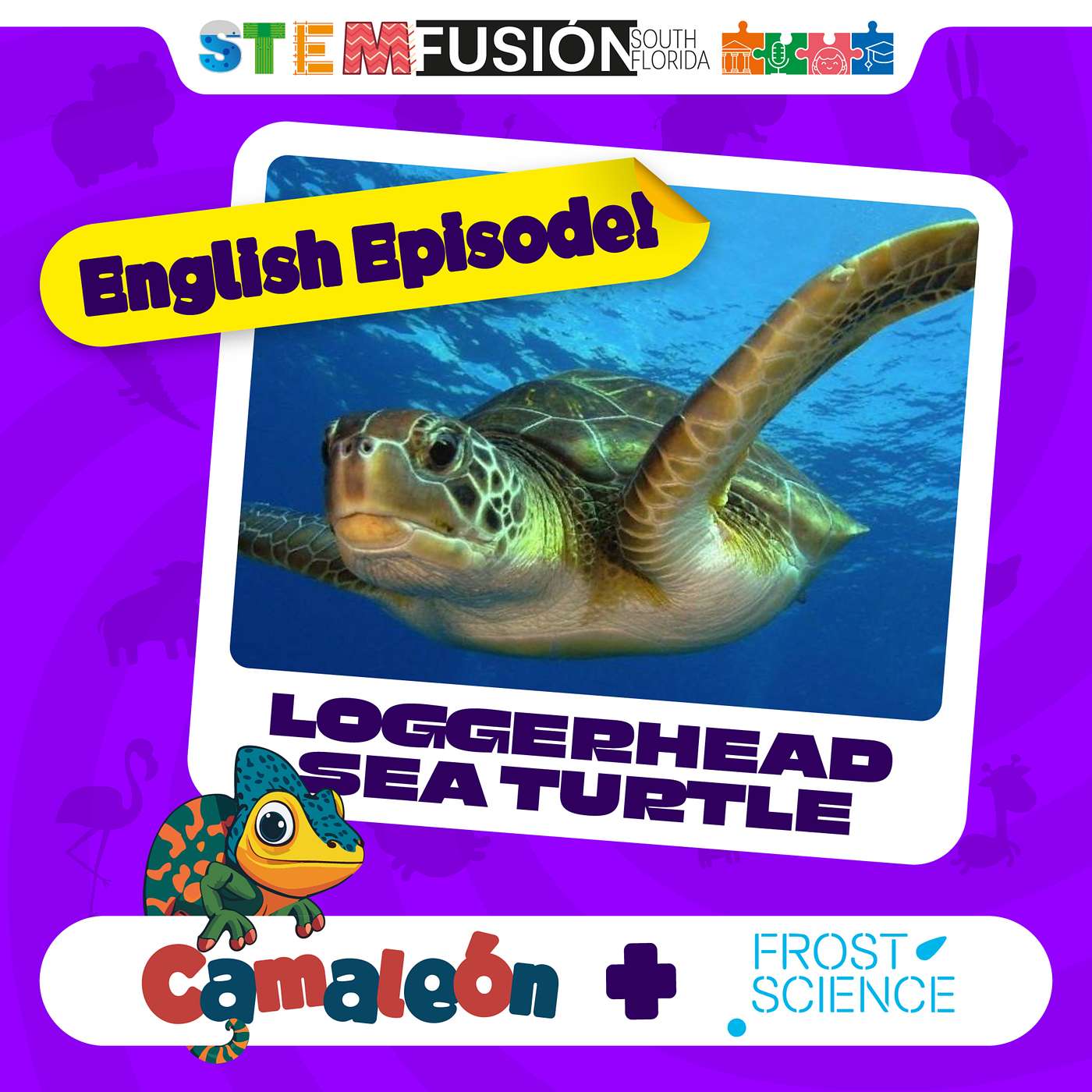 📢 Special English Episode! 📢 Loggerhead Sea Turtles: Hatchlings on beaches episode artwork