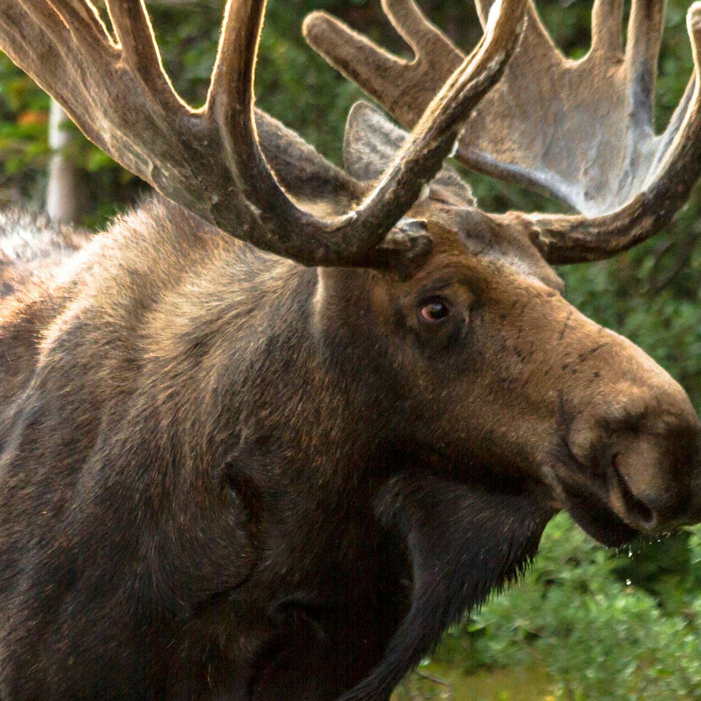 Inspiration Storytime: The Great Moose - via KORVL