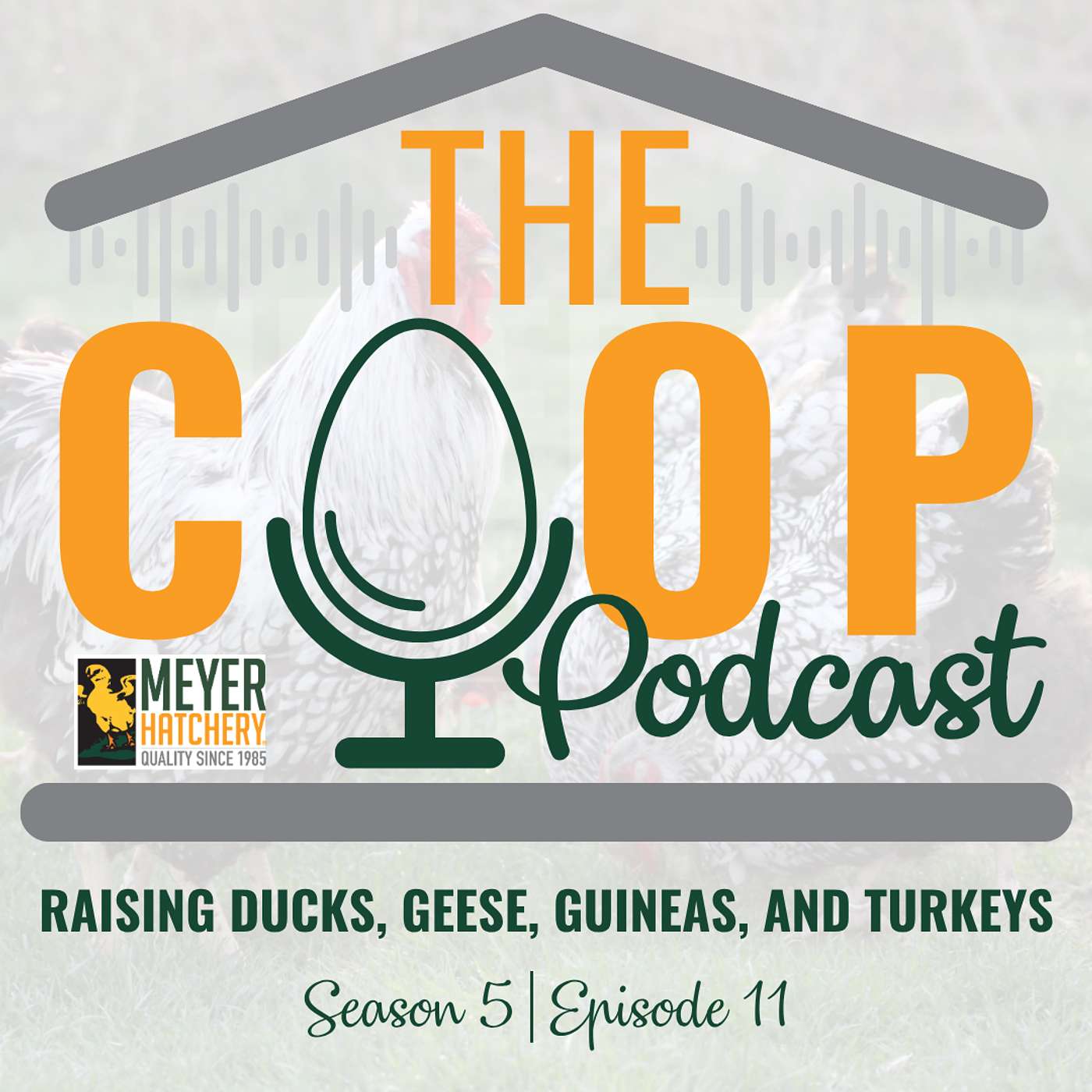 Beyond Chickens: Raising Ducks, Geese, Guineas, and Turkeys