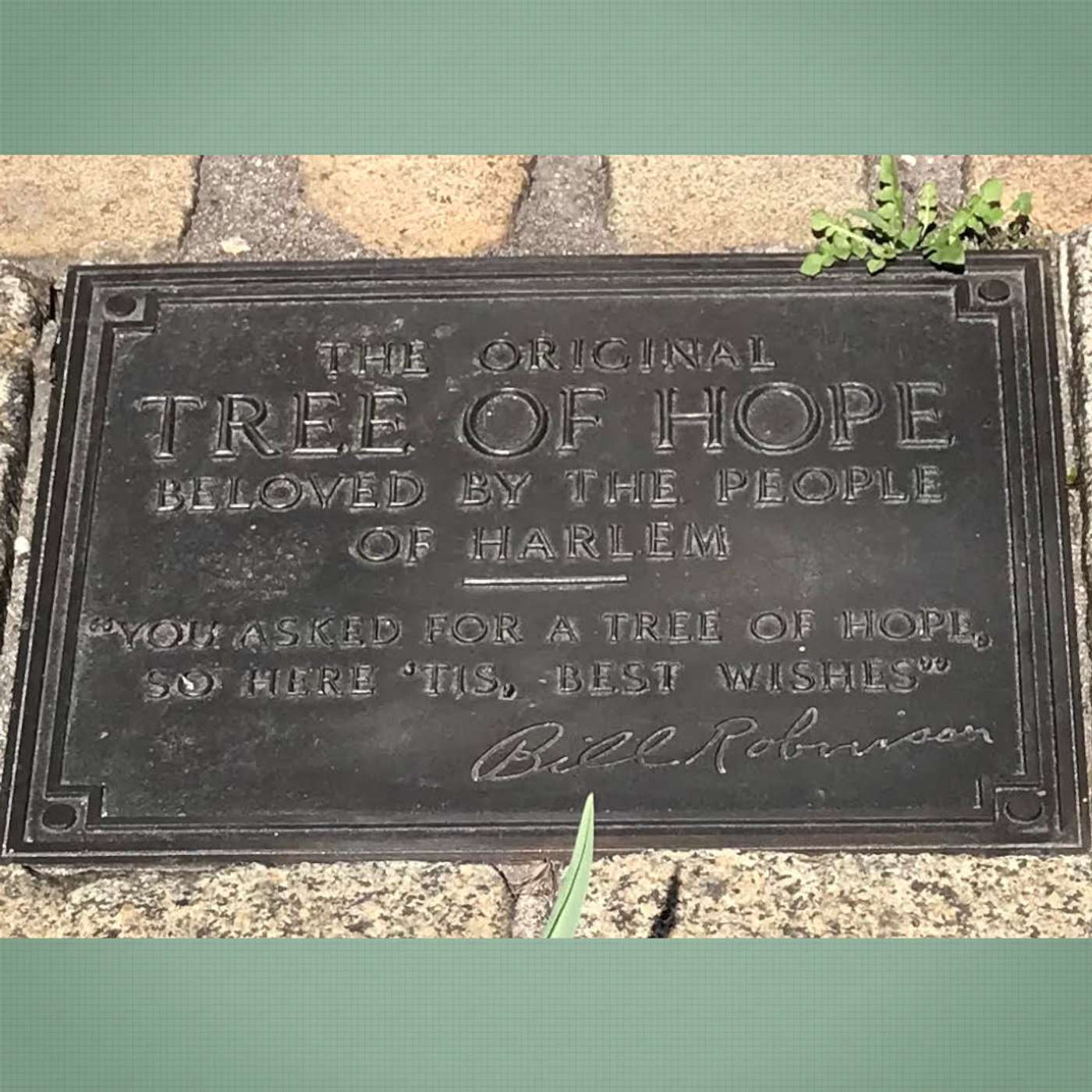 Harlem's Tree of Hope