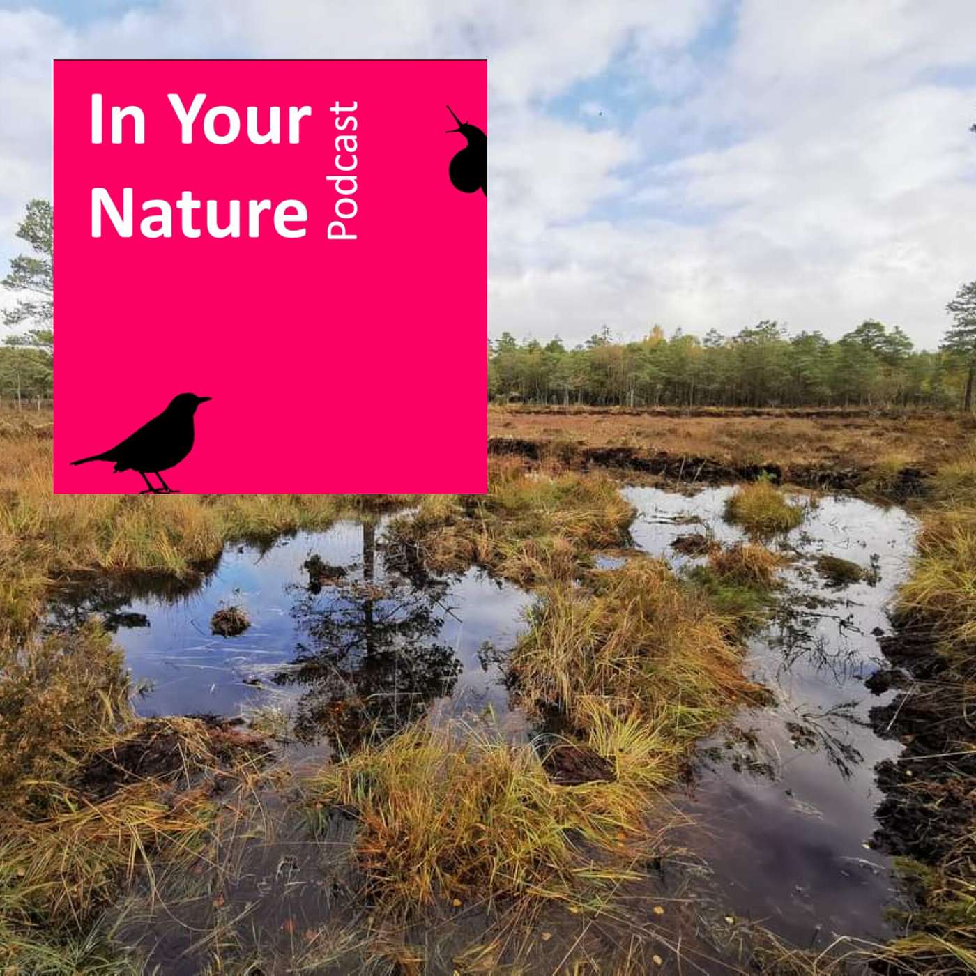 In Your Nature Ep 32 - Birds of our Bogs