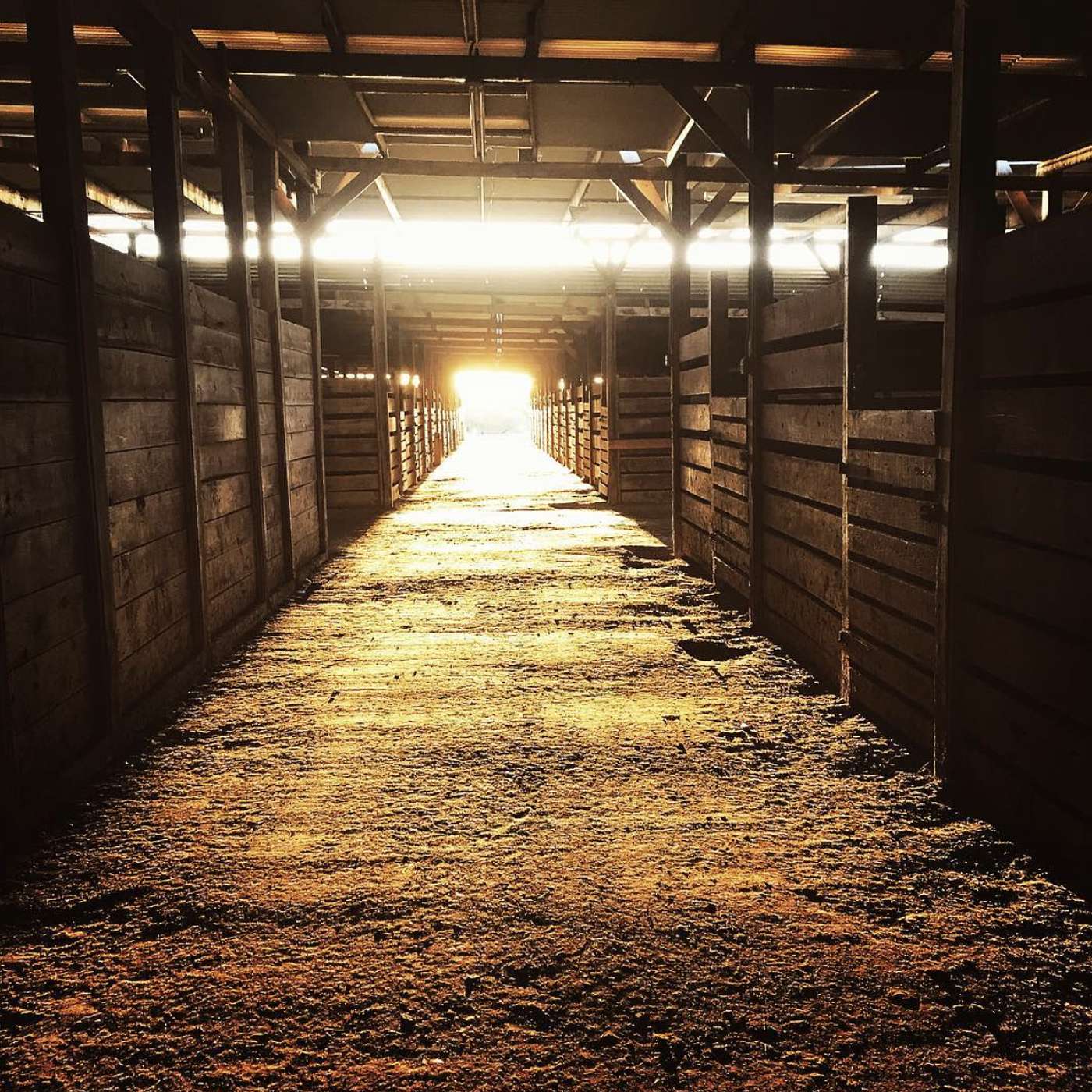 The San Antonio Rose Palace, The Hill Country Classic Horse Sale and The Universe