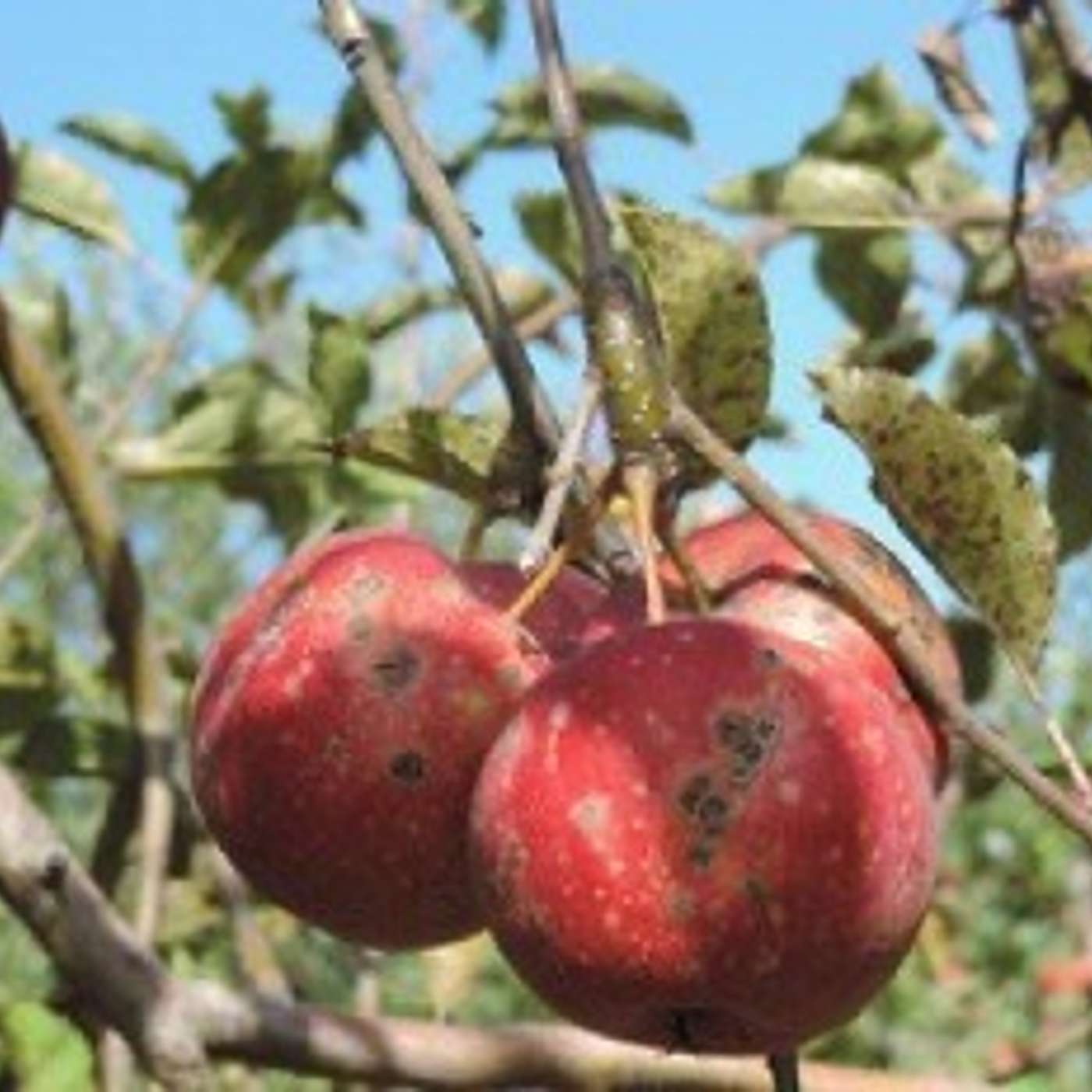 Fruit Bite 2: 5.4.2022, Fire Blight, Apple Scab, and Mating Disruption, Oh My! episode artwork