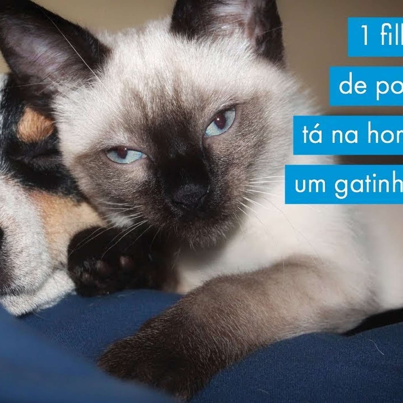1 filhote, cão de porte grande: tá na hora de pegar um gatinho também?