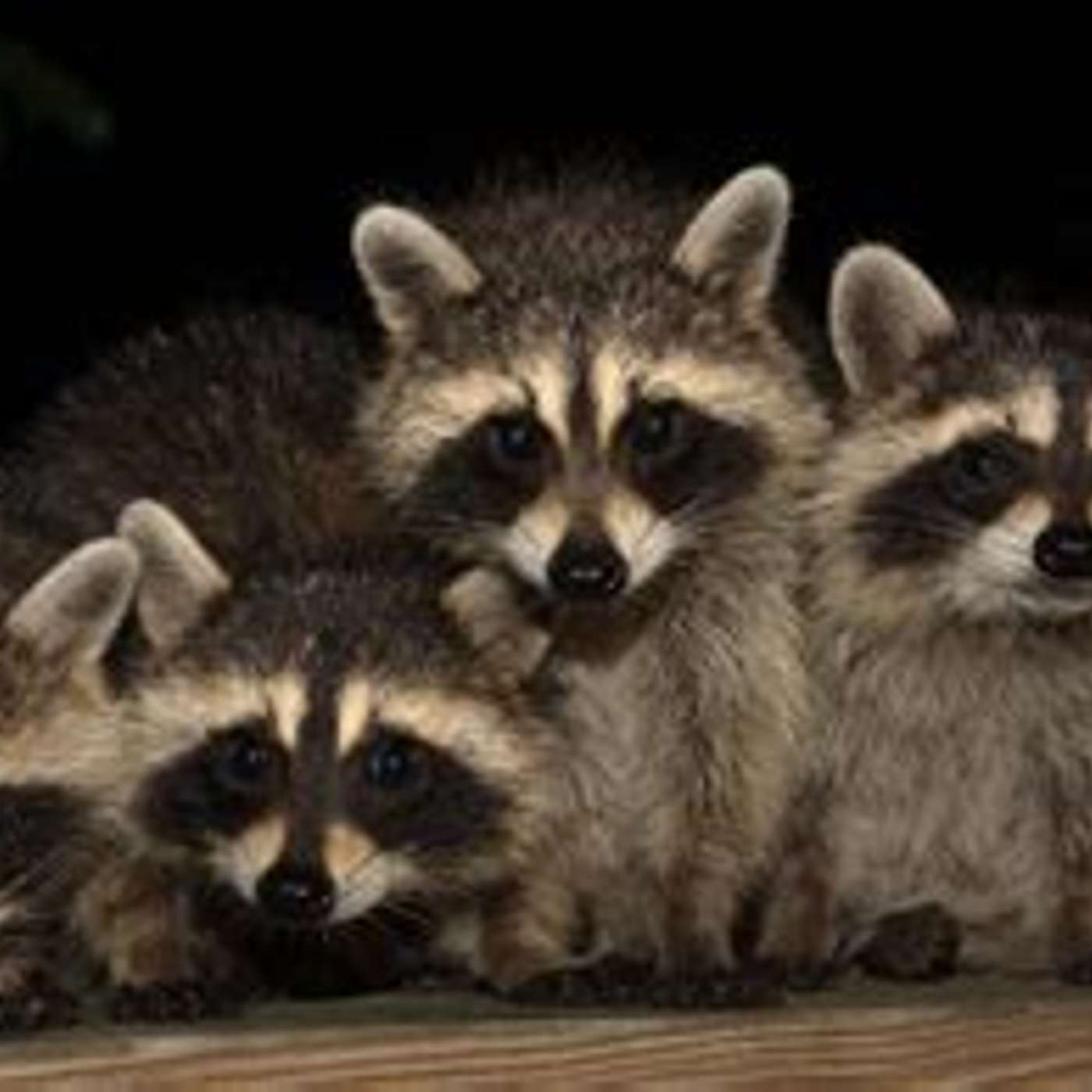 URBAN NOCTURNAL WILDLIFE