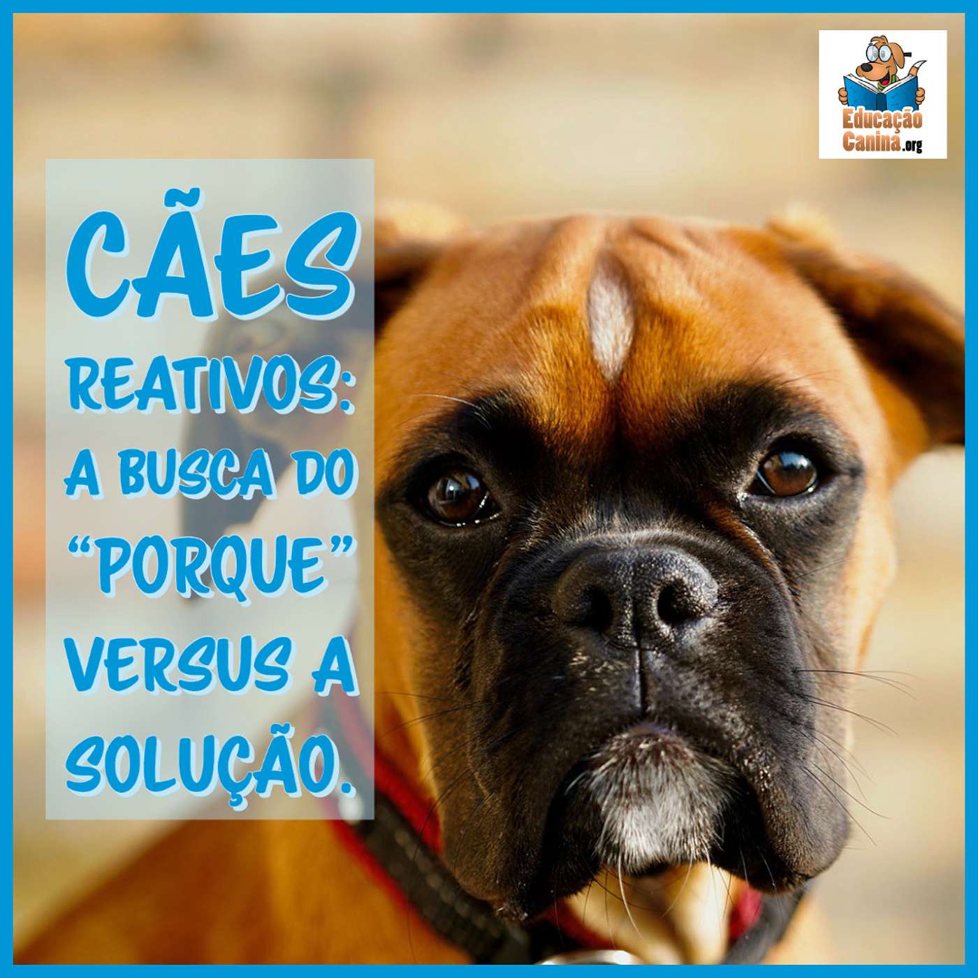 Cães reativos: a busca do “porque” versus a solução. episode artwork