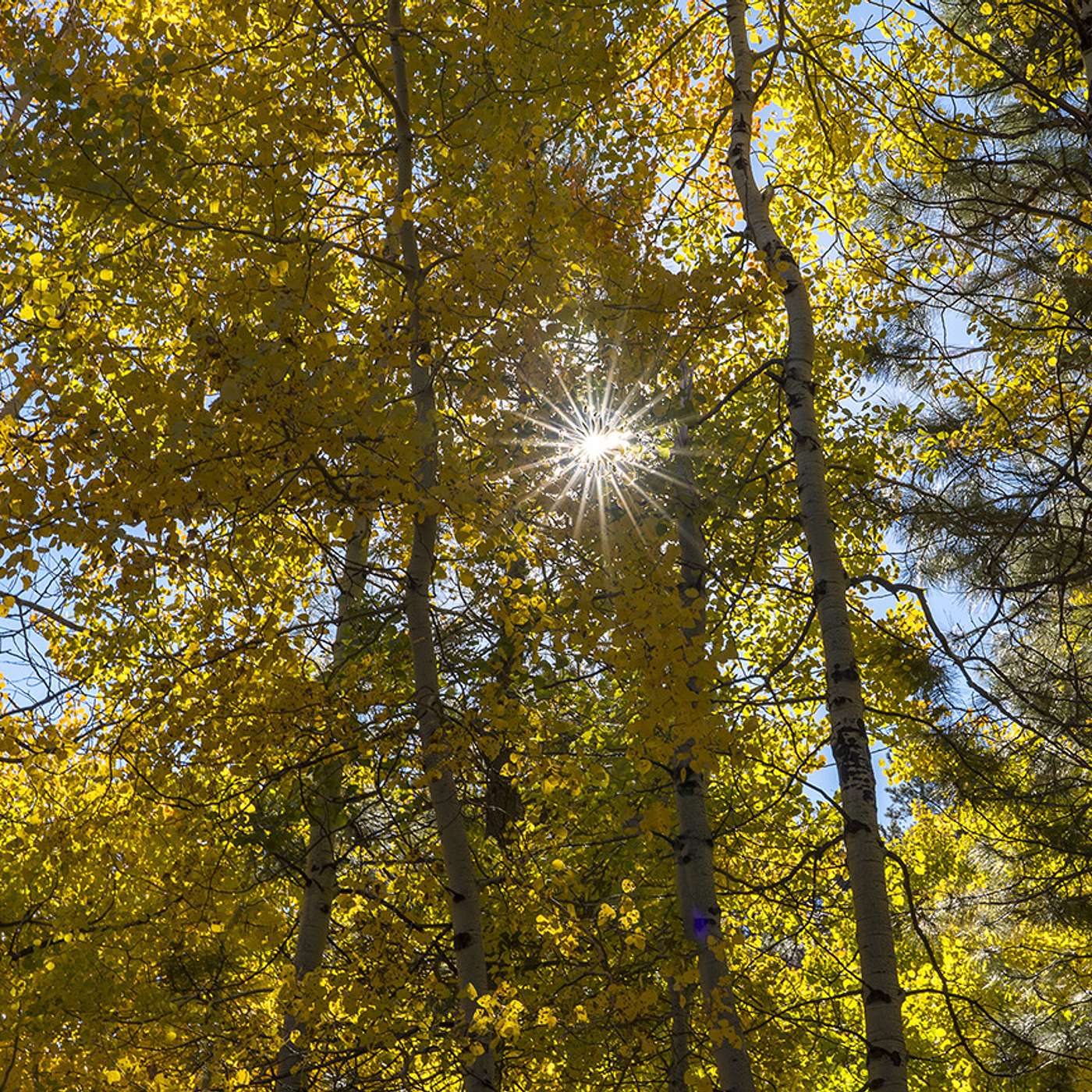 Relaxations Breathwork & Meditations by Yoga for Scleroderma