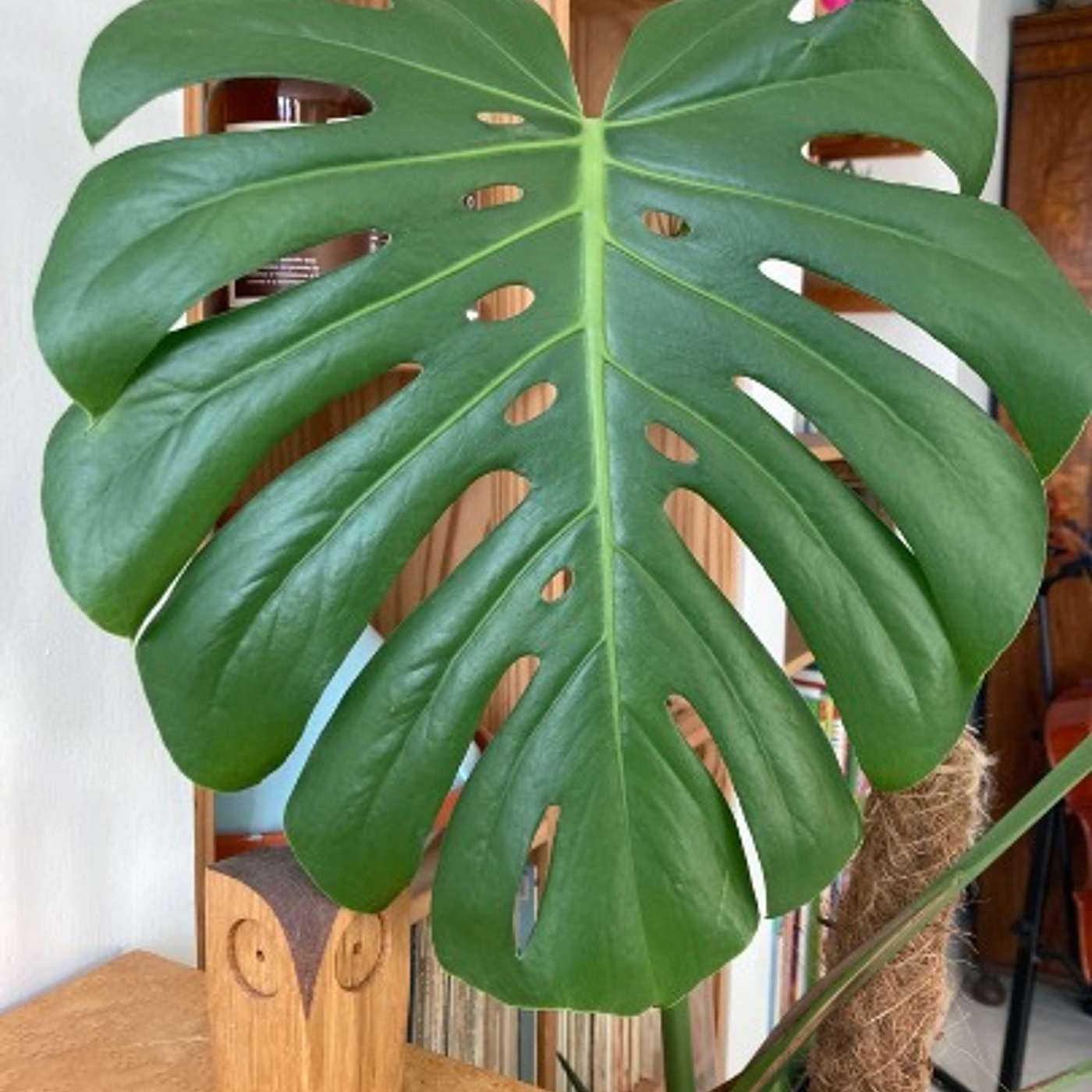 Monstera