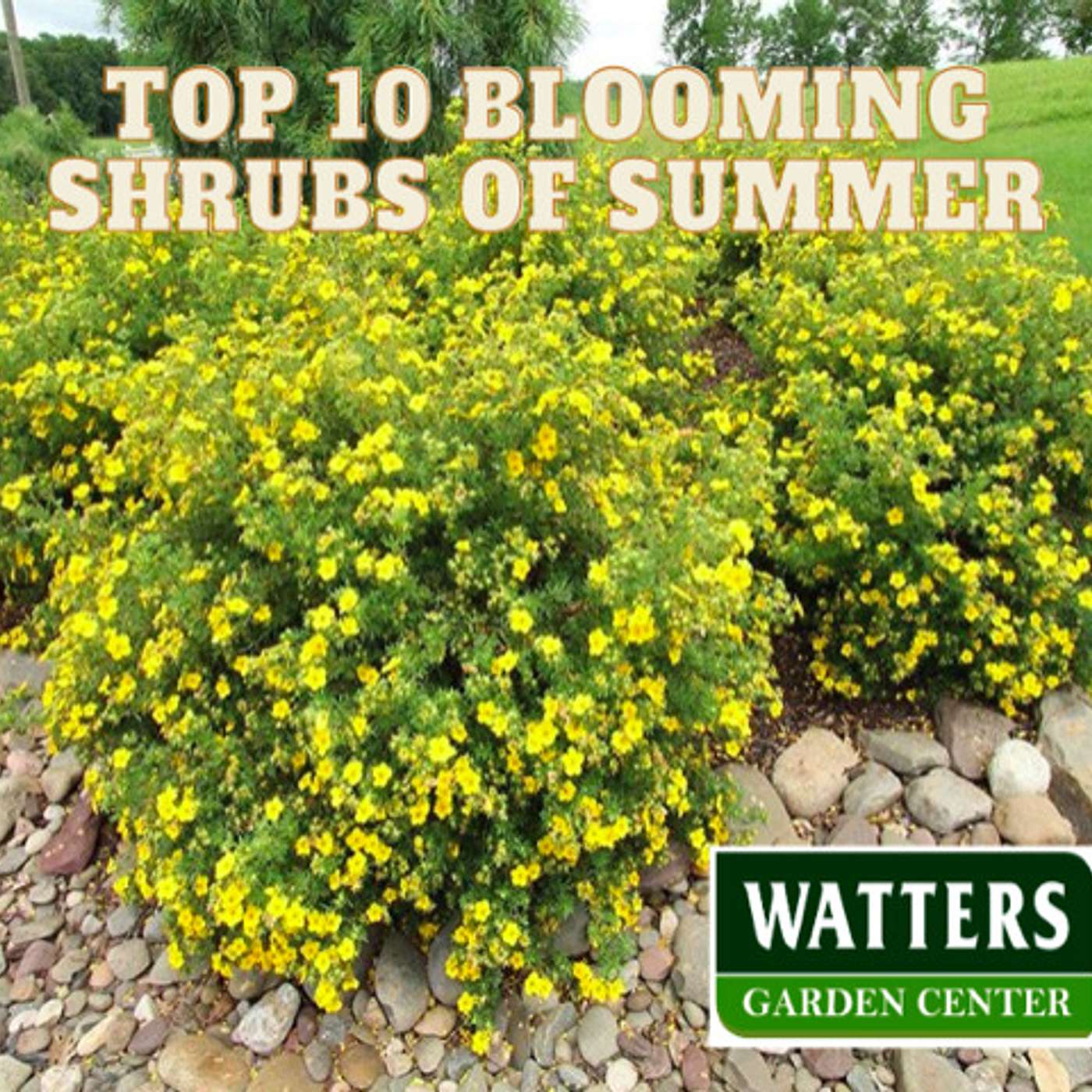 Top 10 Blooming Shrubs of Summer