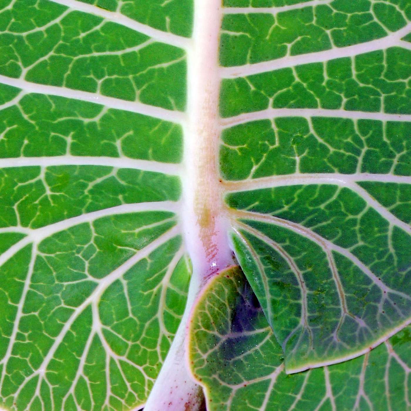 10. From the sea to dry land: How photosynthesis changed the world
