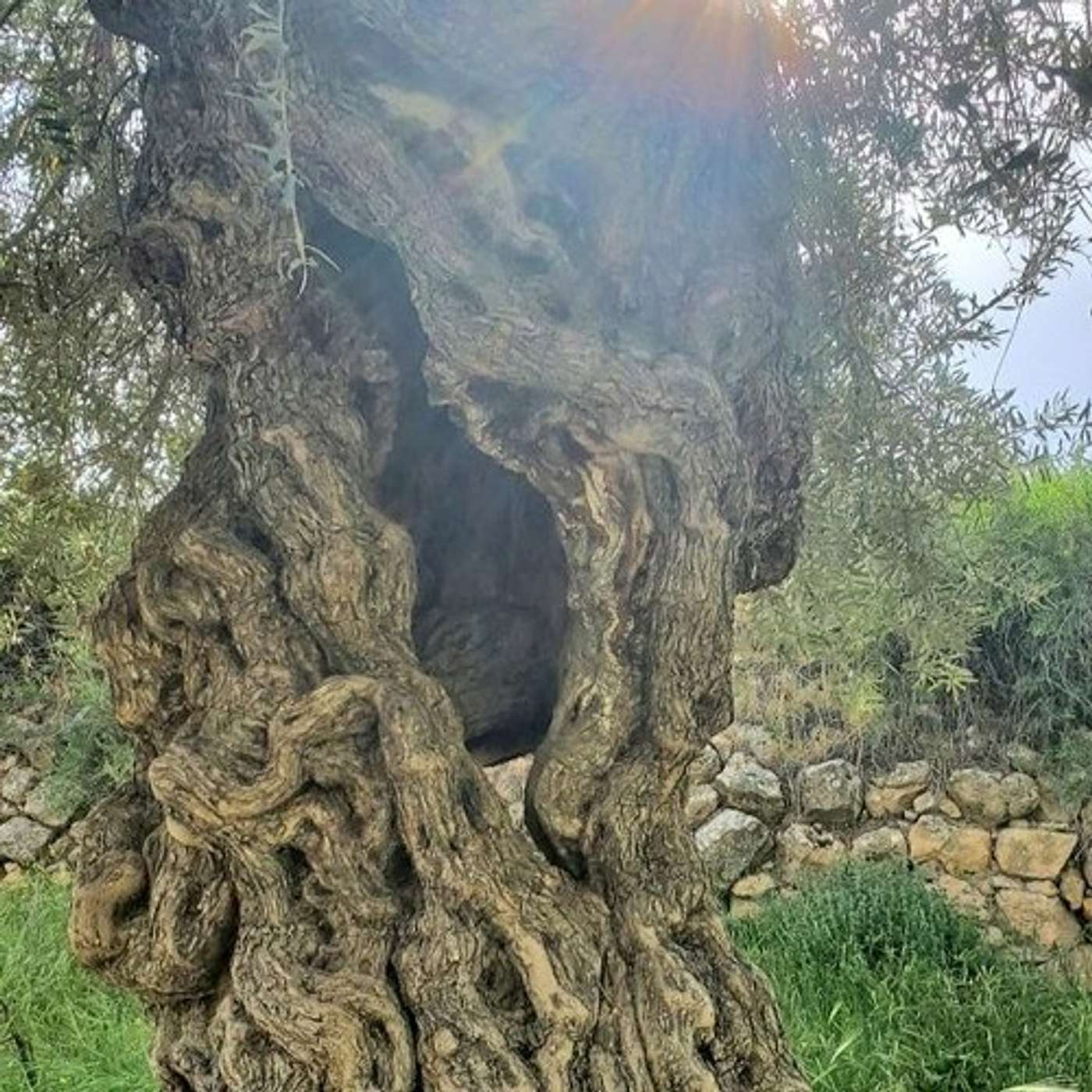 Trust the Process: From Holocaust Remembrance Day to Redemption The Land of Israel