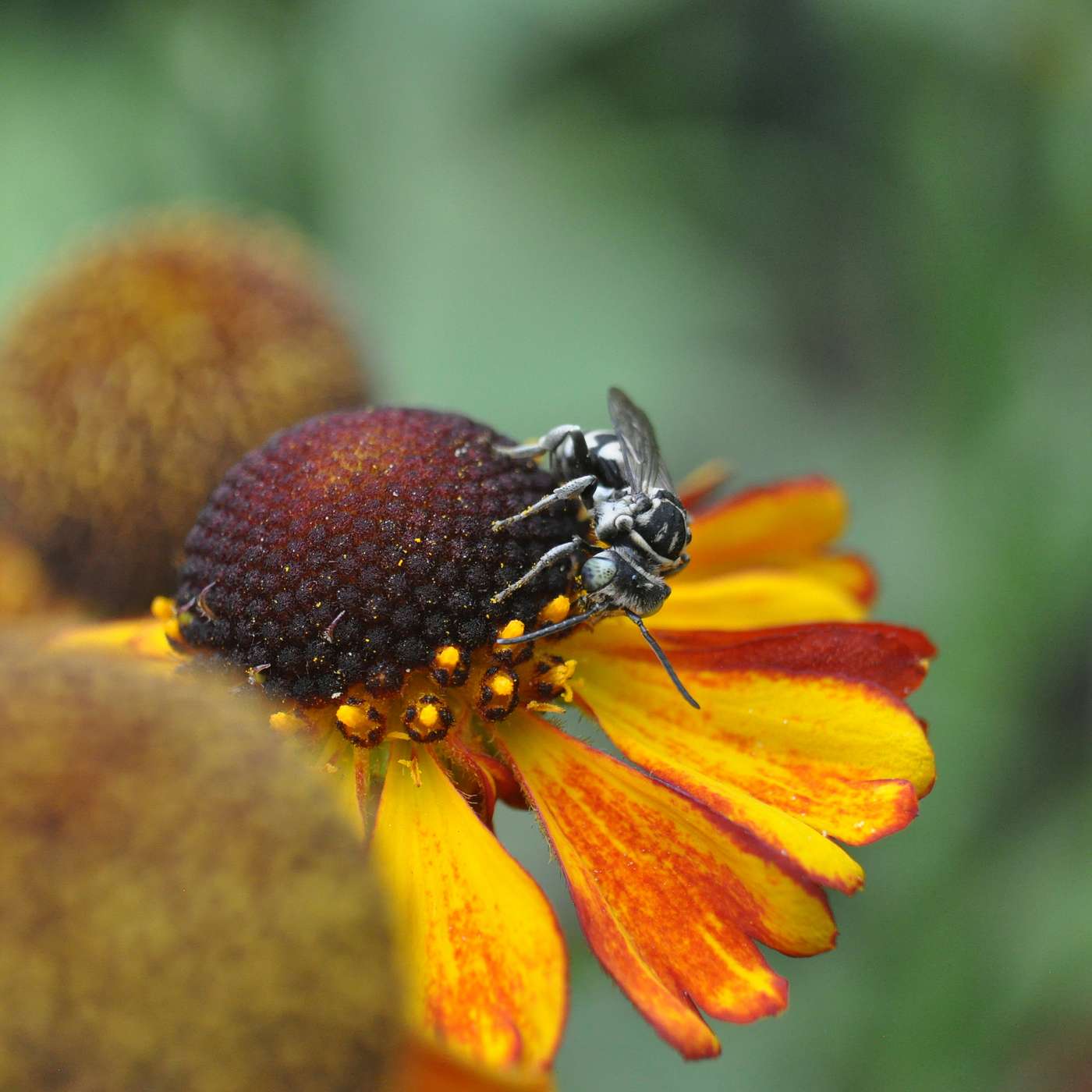 Bug Banter with the Xerces Society
