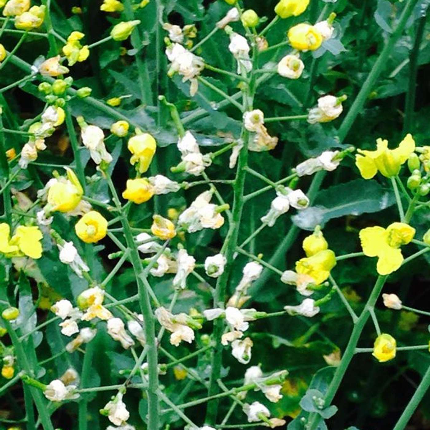 Clethodim damage in canola. episode artwork