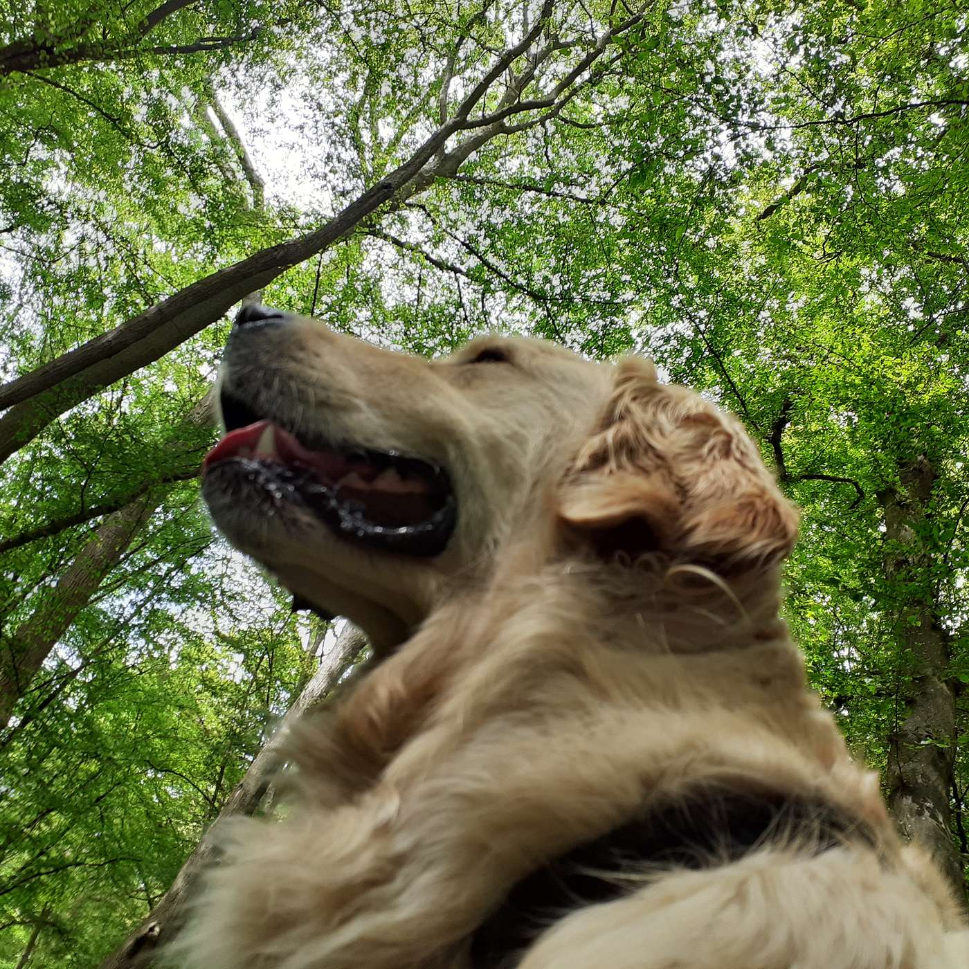 Tree Lady Talks